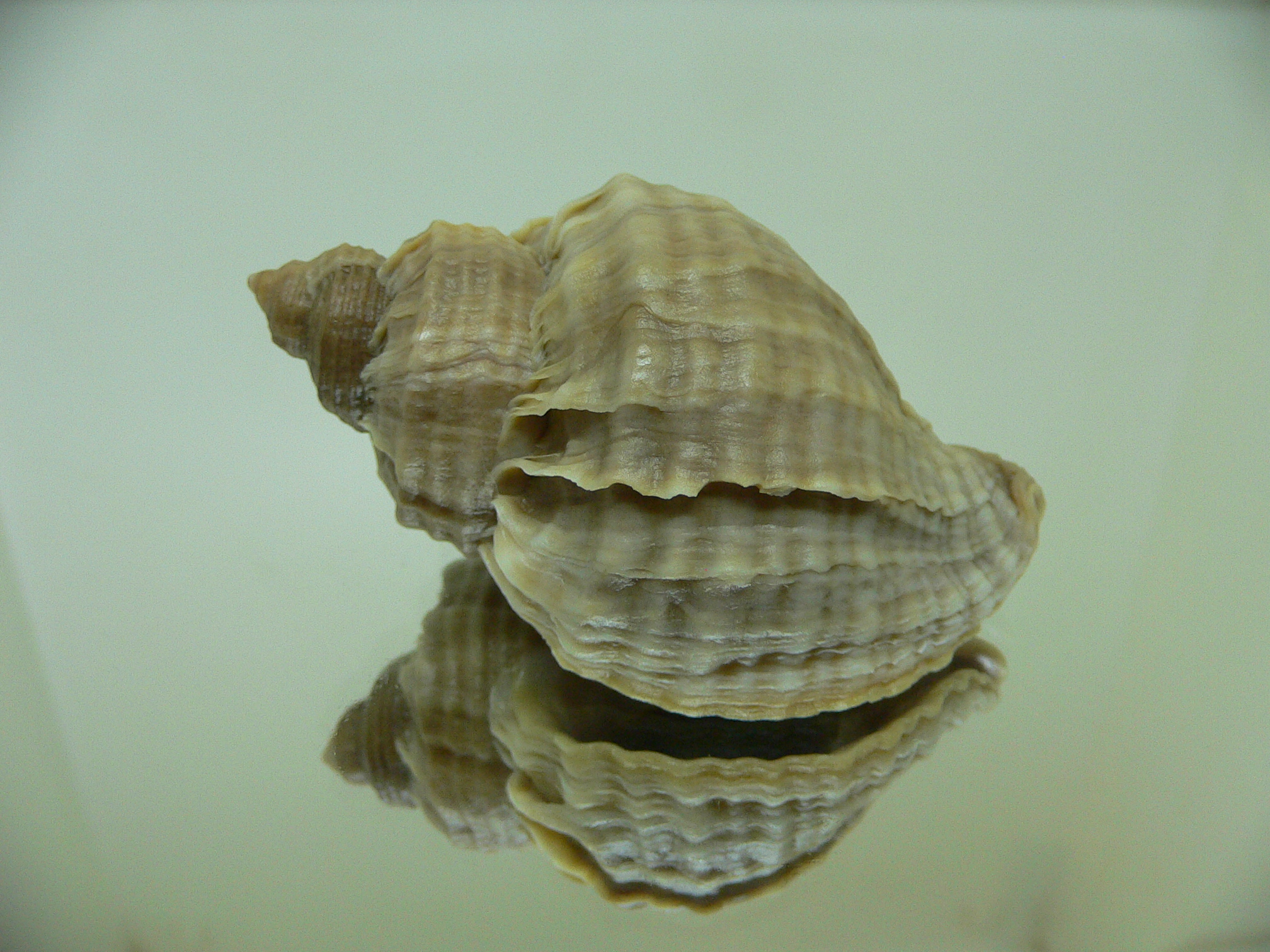 Nucella freycinetii freycinetii VERTEX