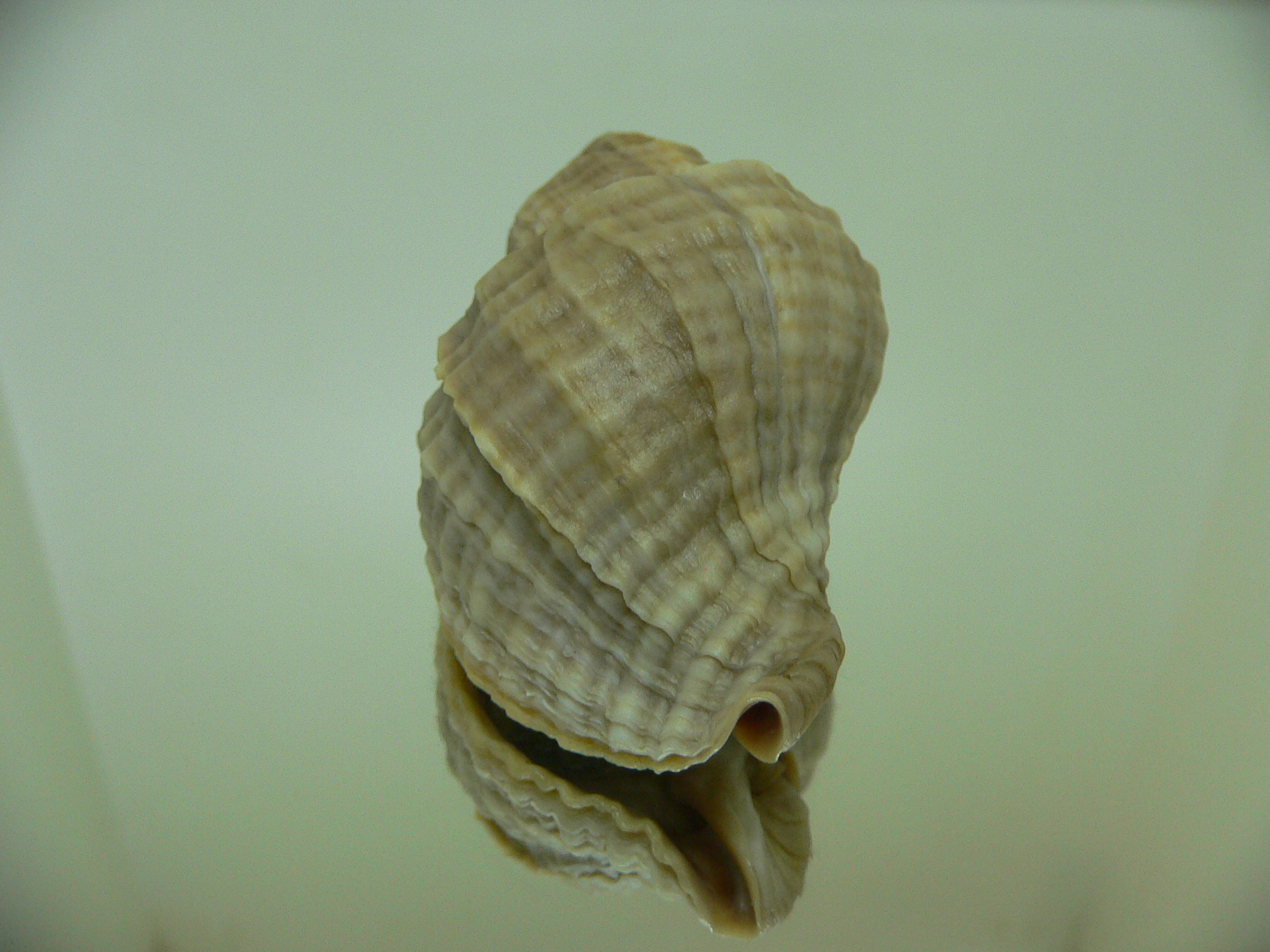 Nucella freycinetii freycinetii VERTEX