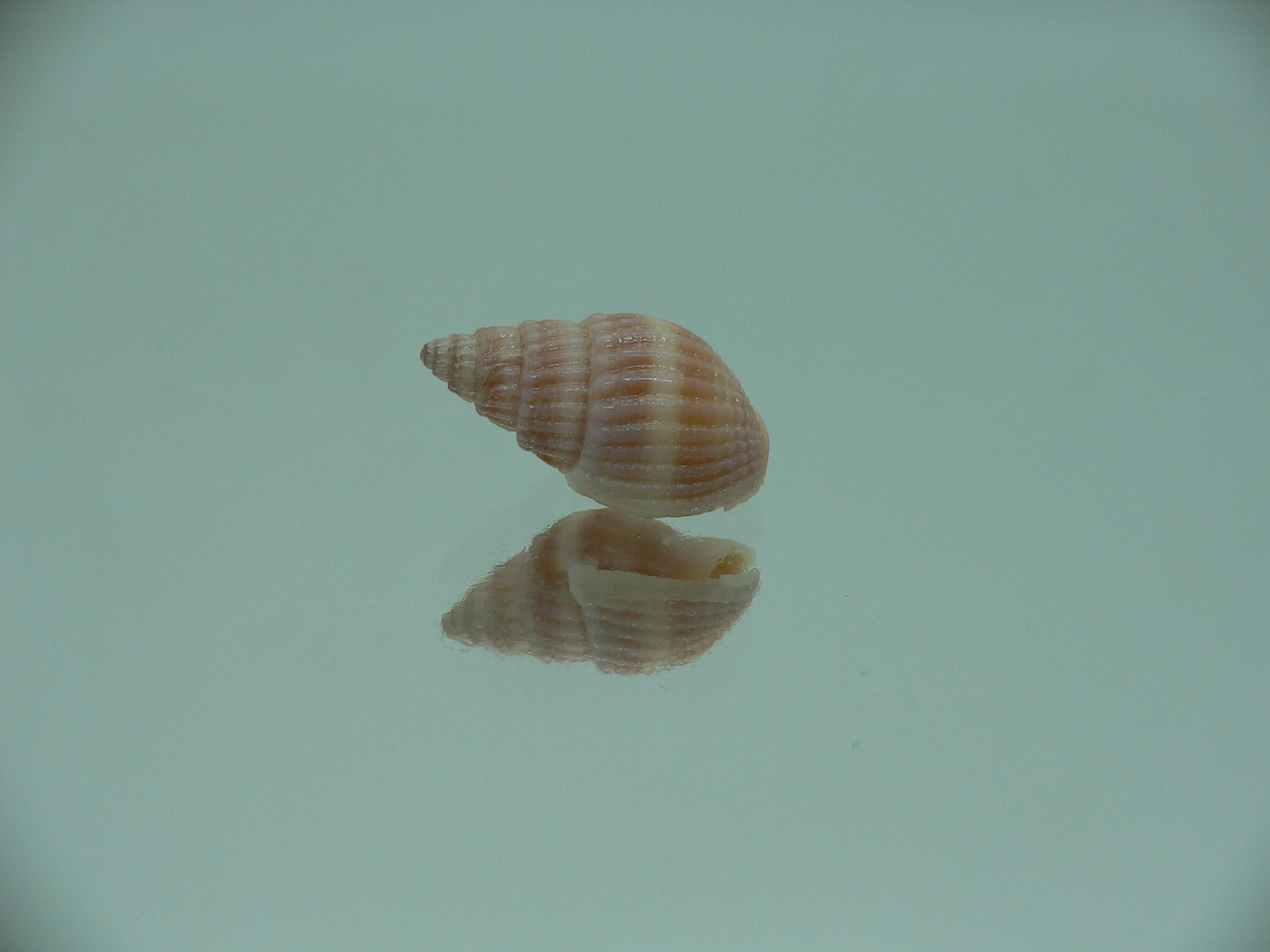 Nassarius foveolatus RARE