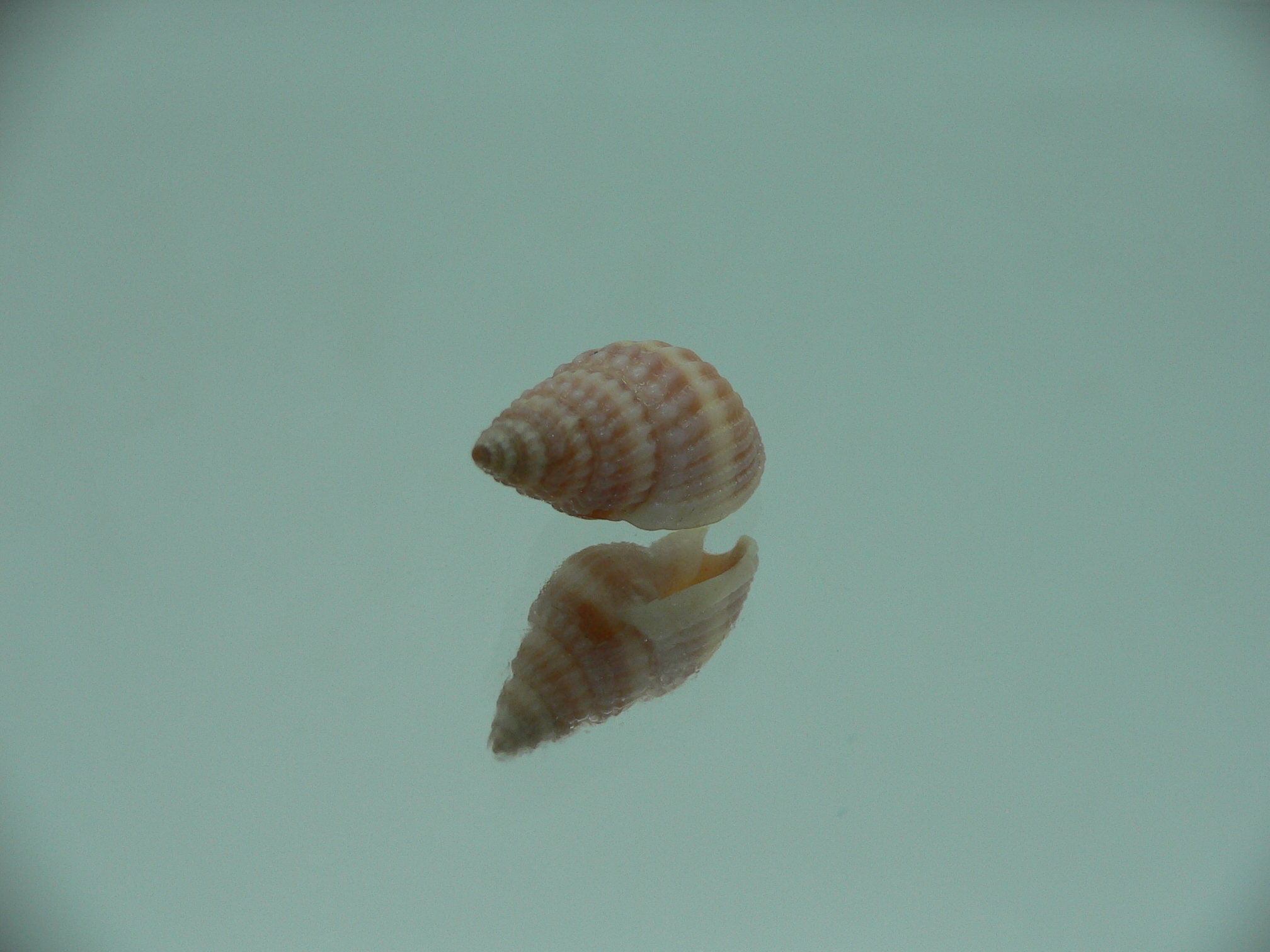 Nassarius foveolatus RARE