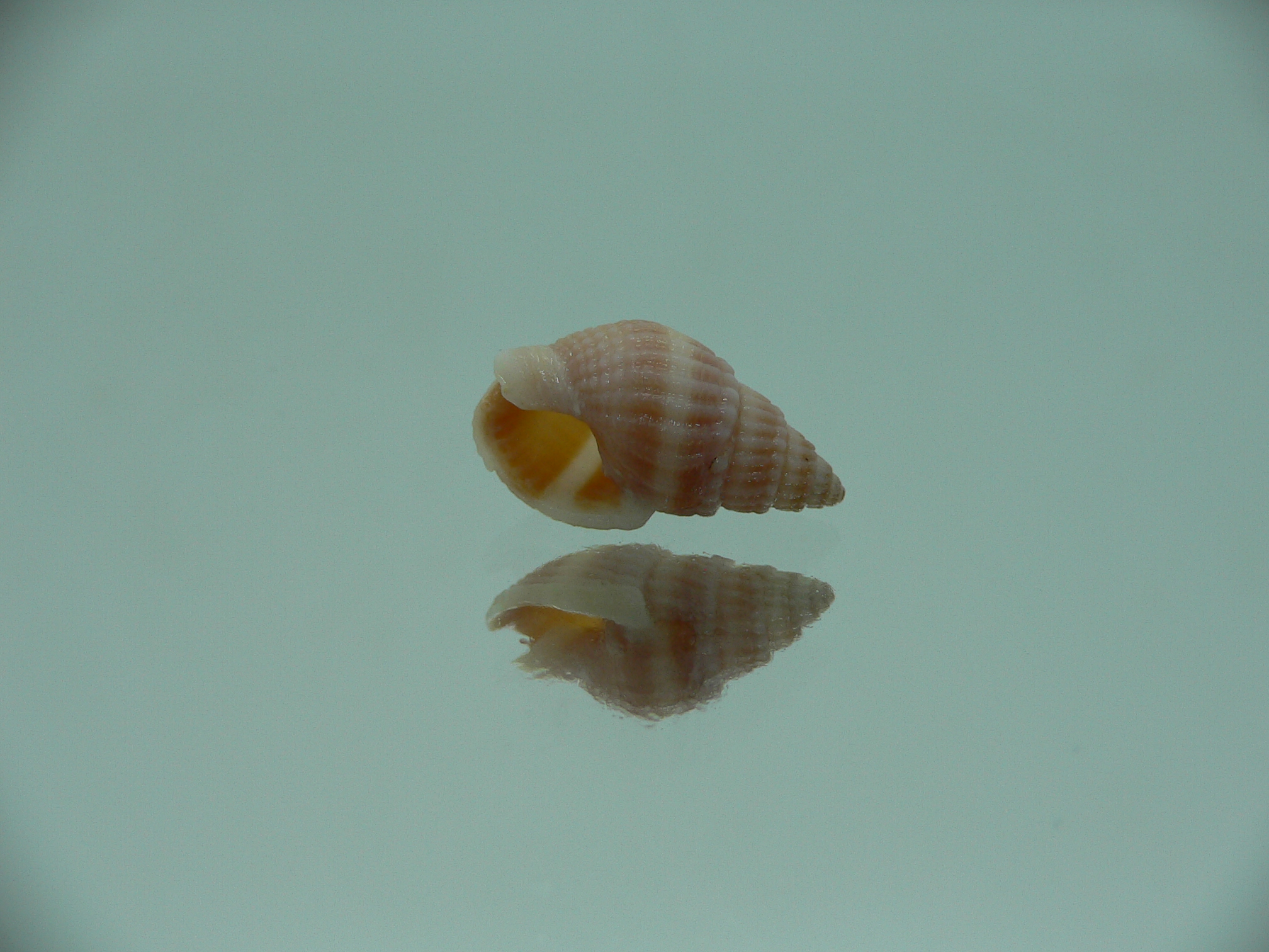 Nassarius foveolatus RARE