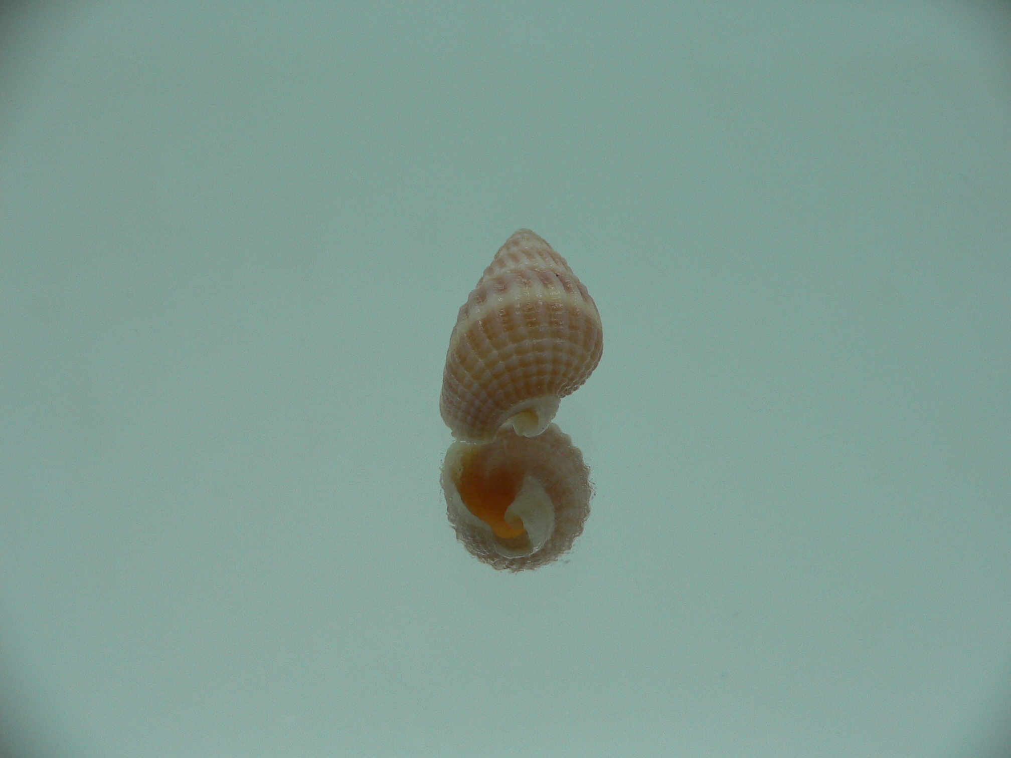 Nassarius foveolatus RARE