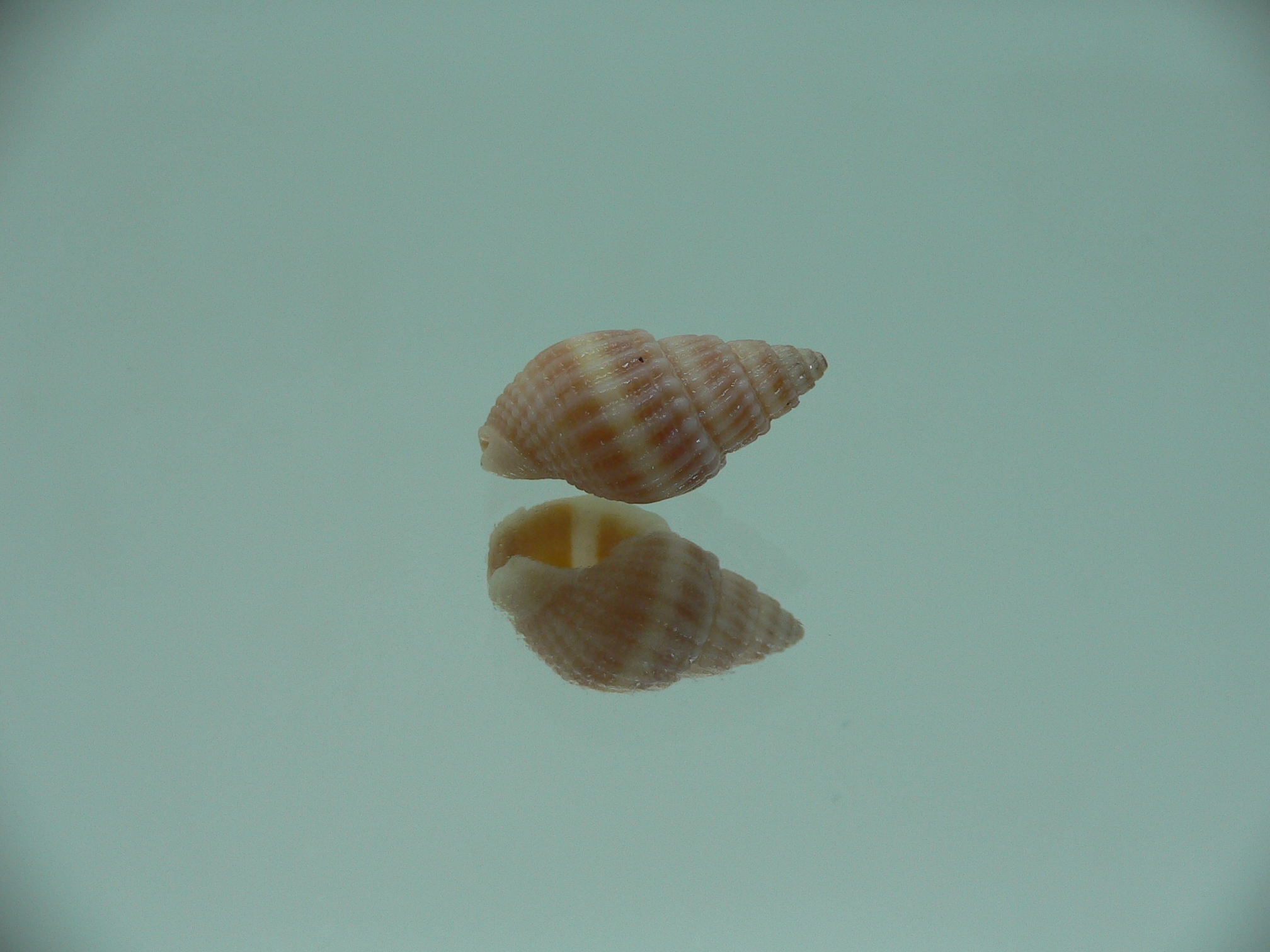 Nassarius foveolatus RARE