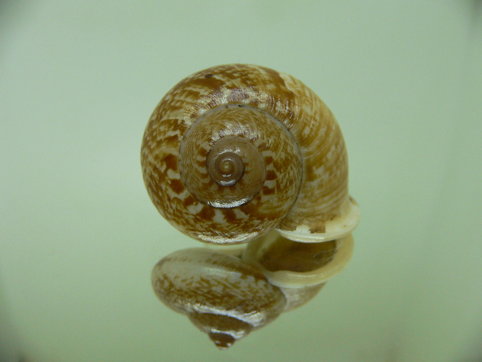 Cyclophorus perdix perdix