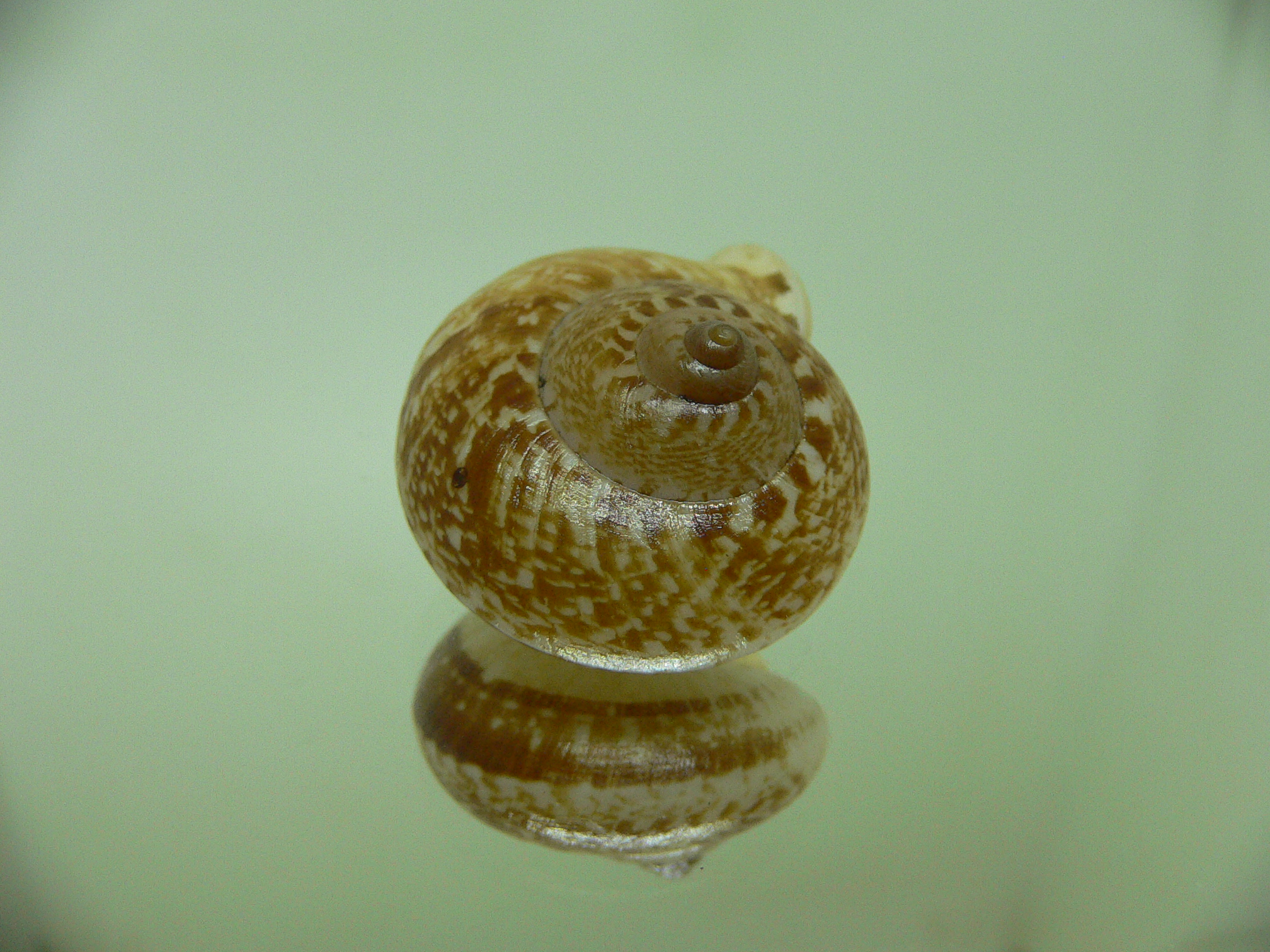 Cyclophorus perdix perdix