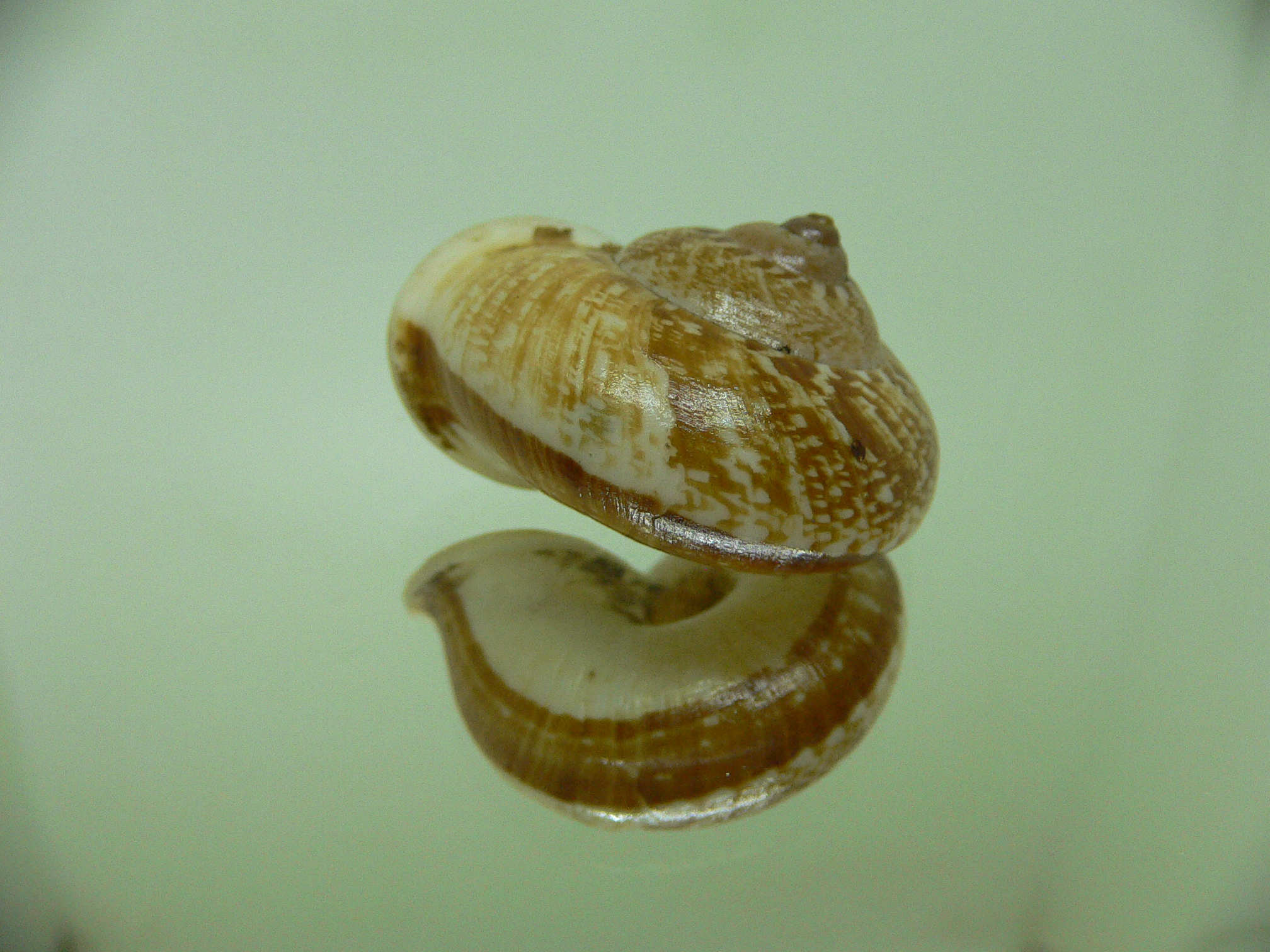 Cyclophorus perdix perdix