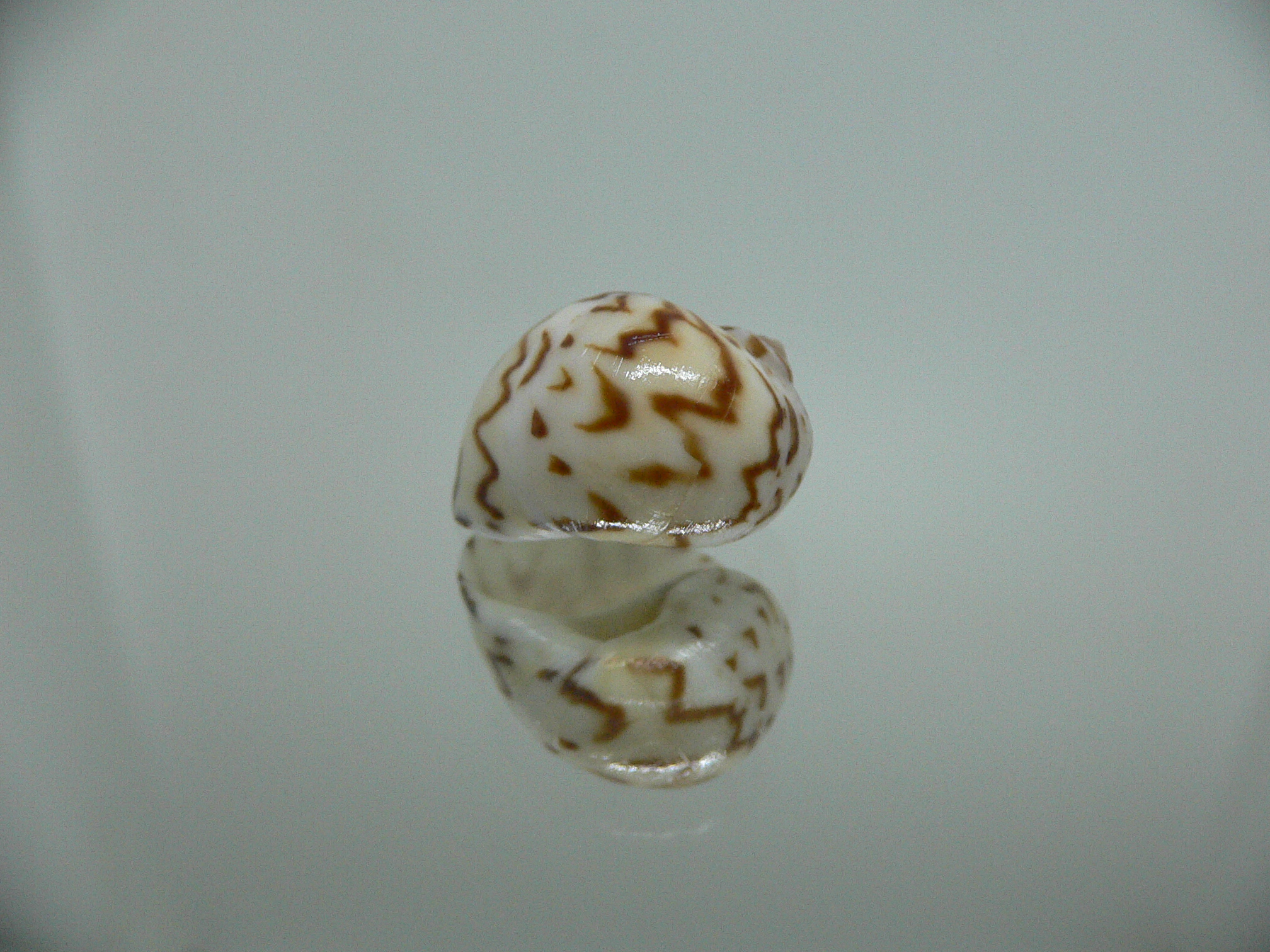 Natica fulminea ZIGZAG