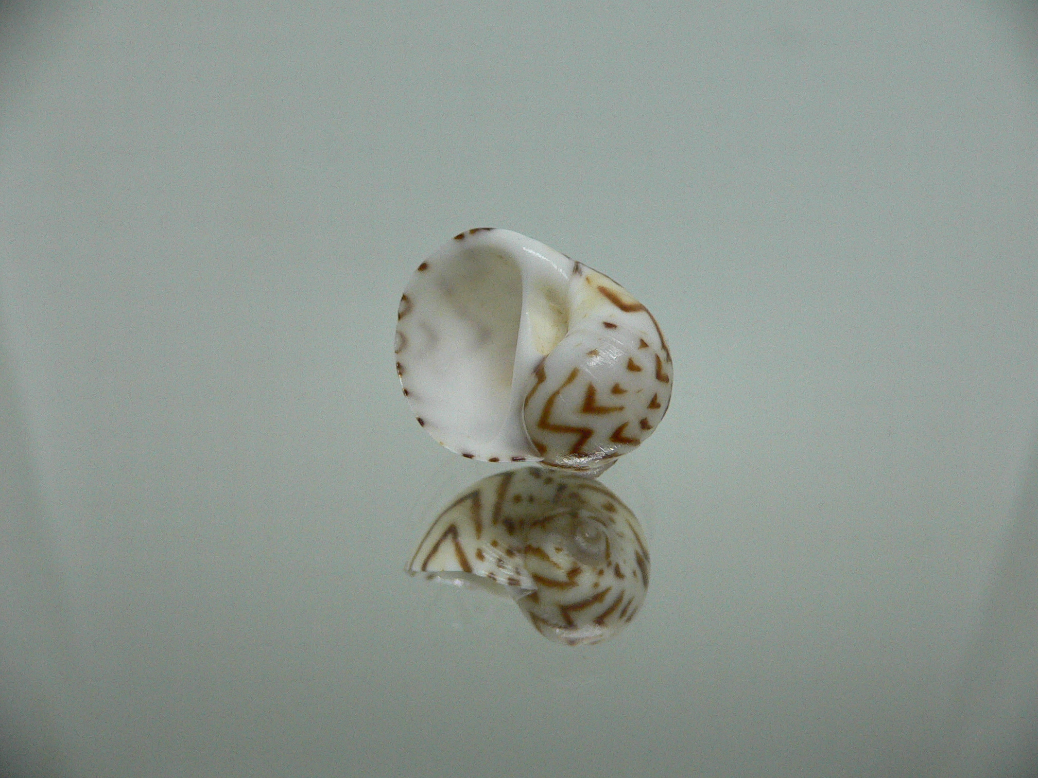 Natica fulminea ZIGZAG