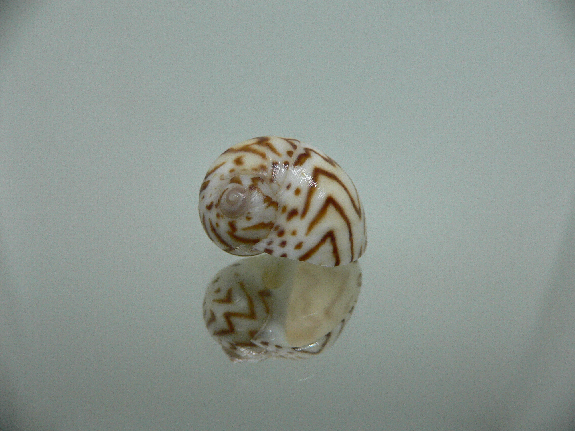 Natica fulminea ZIGZAG