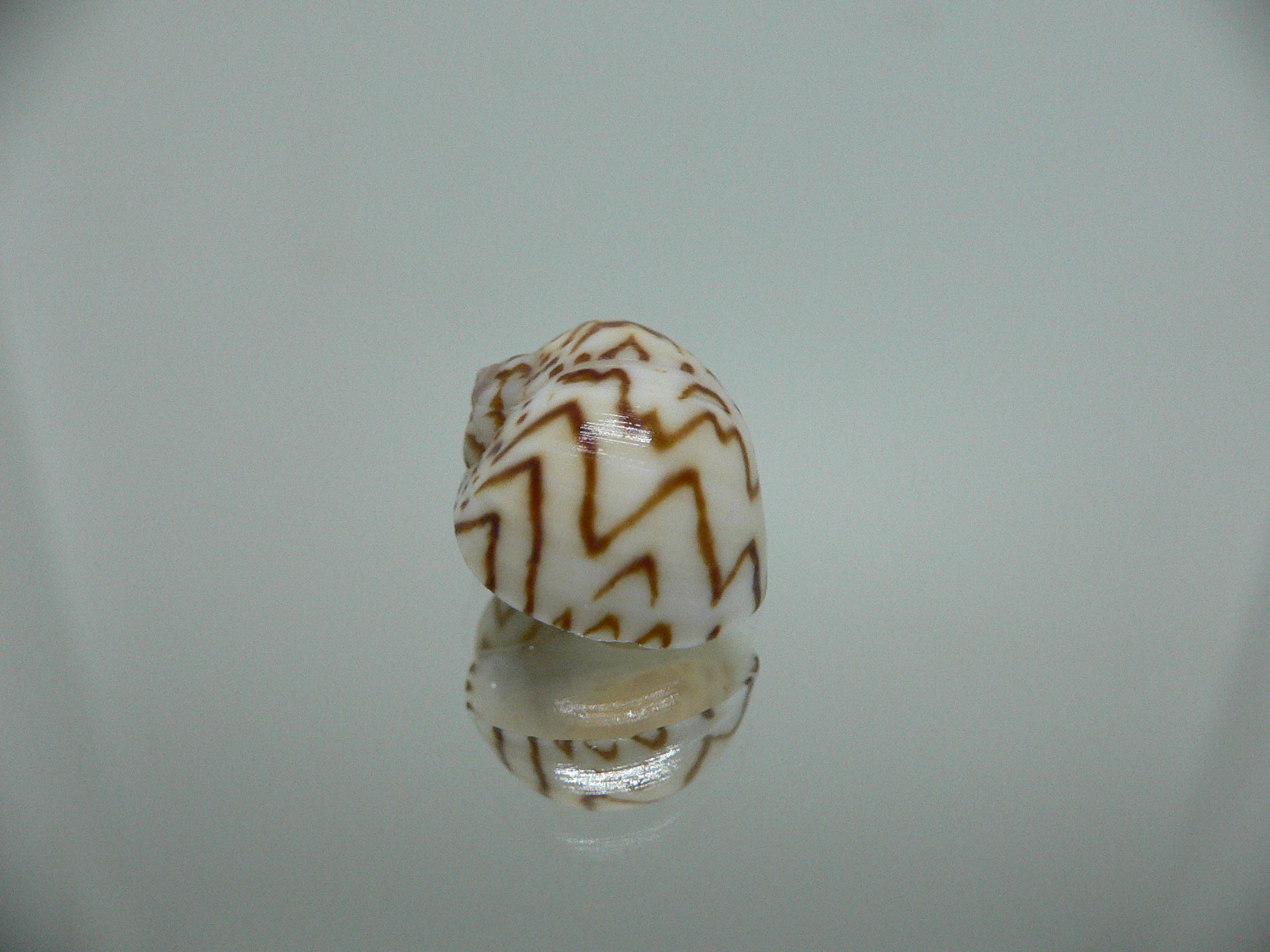 Natica fulminea ZIGZAG