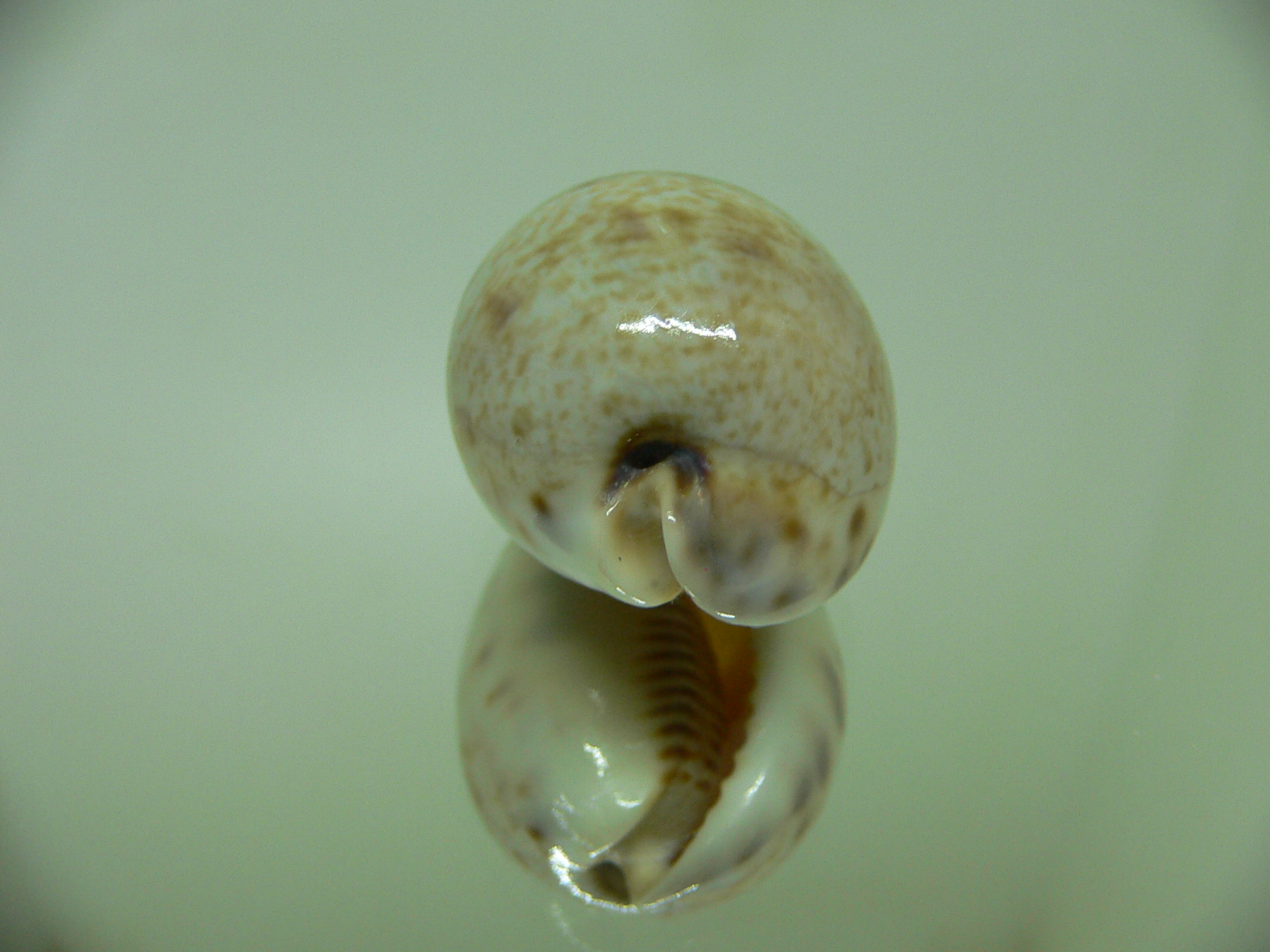 Cypraea pyriformis Wide & UNUSUAL