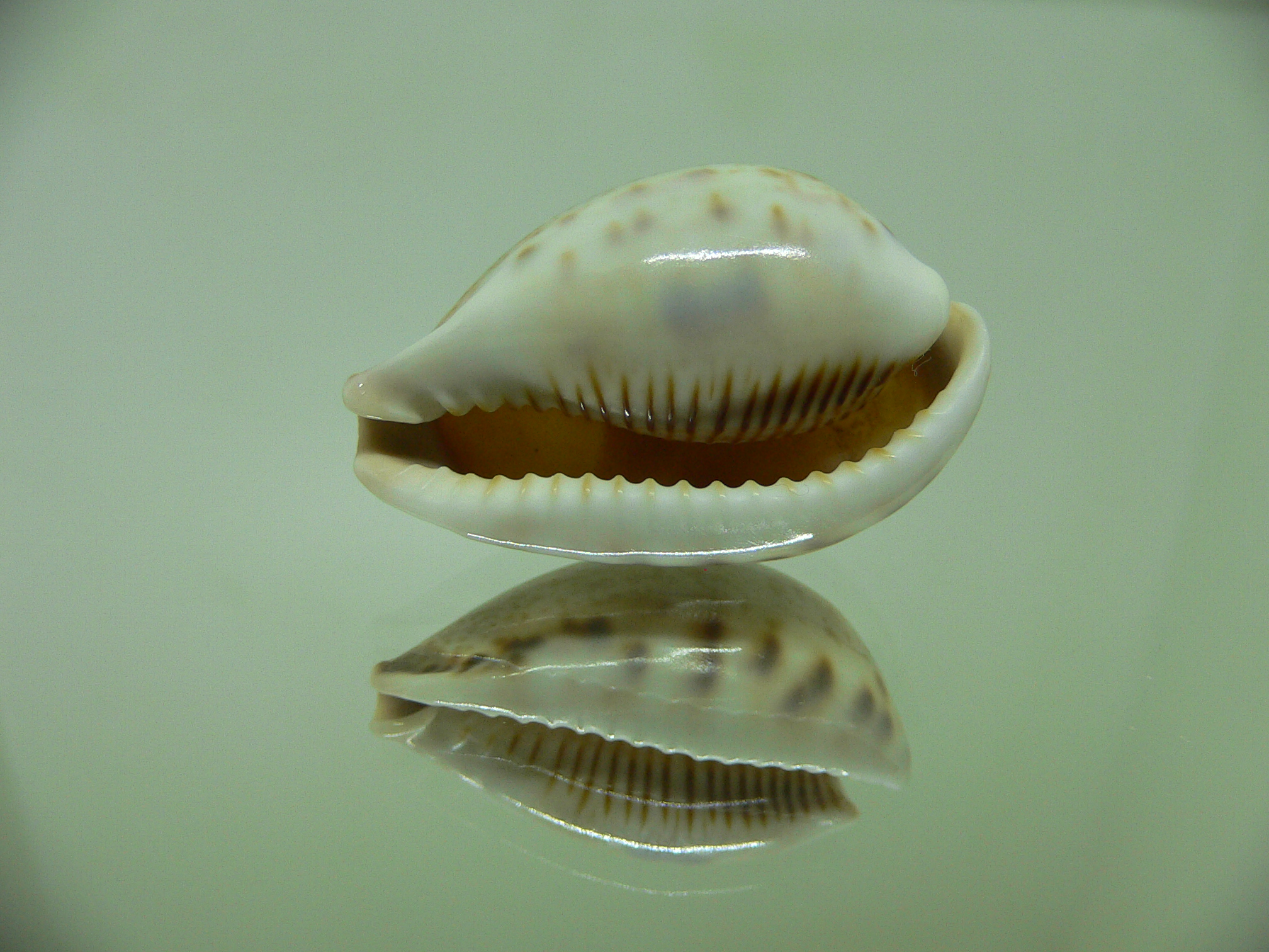 Cypraea pyriformis Wide & UNUSUAL