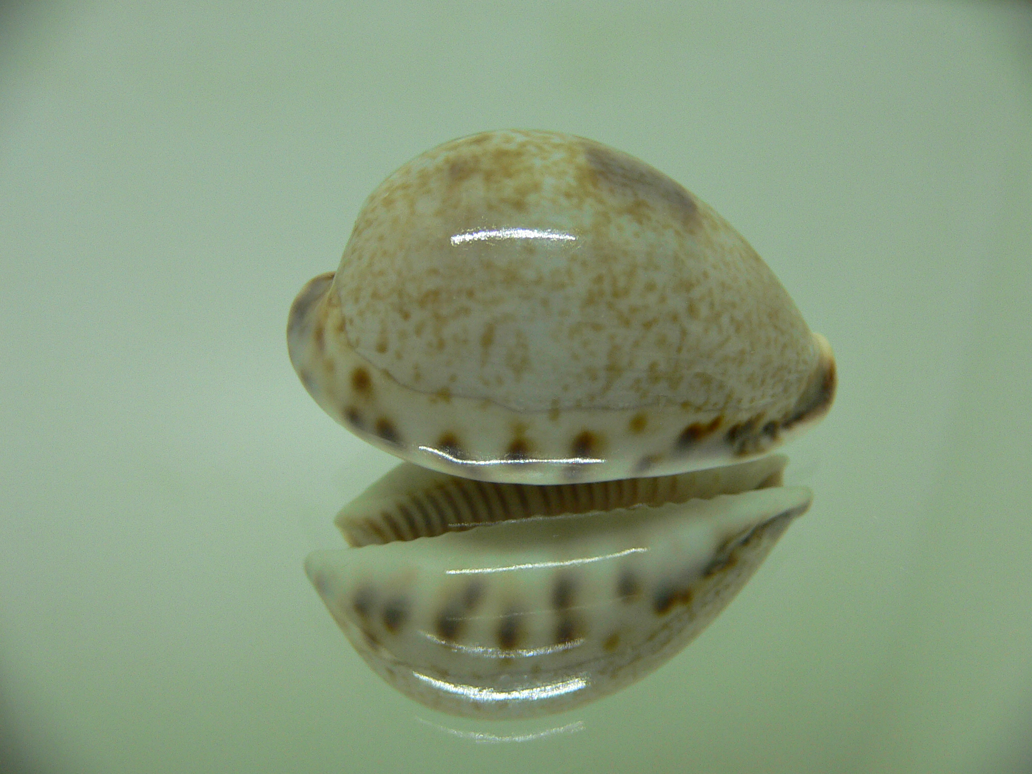 Cypraea pyriformis Wide & UNUSUAL