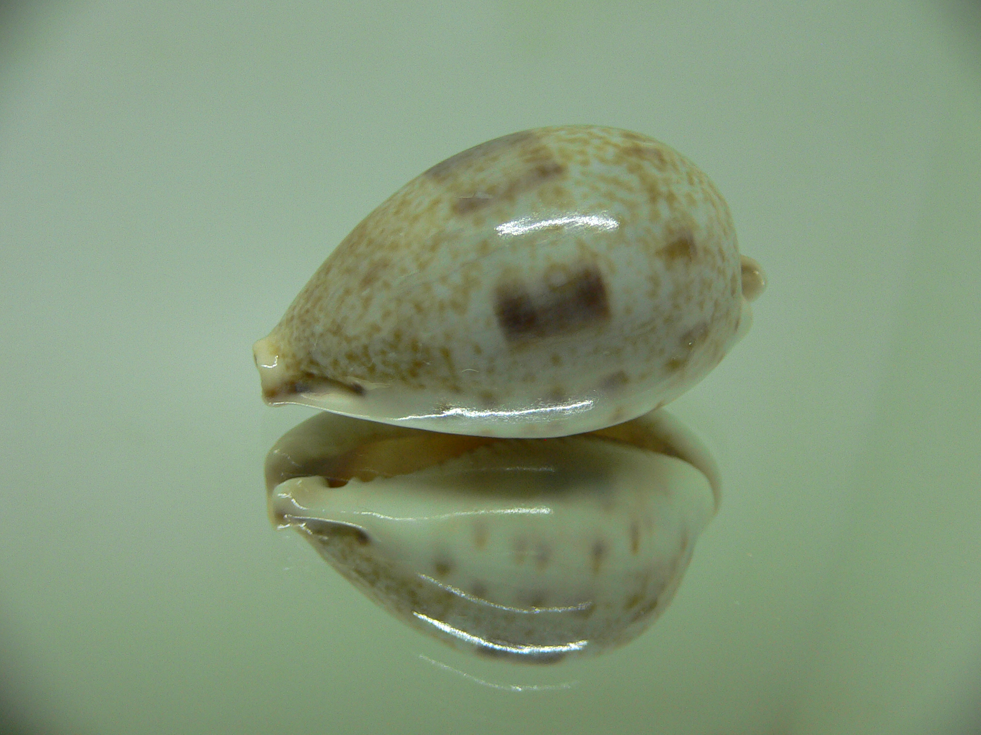 Cypraea pyriformis Wide & UNUSUAL