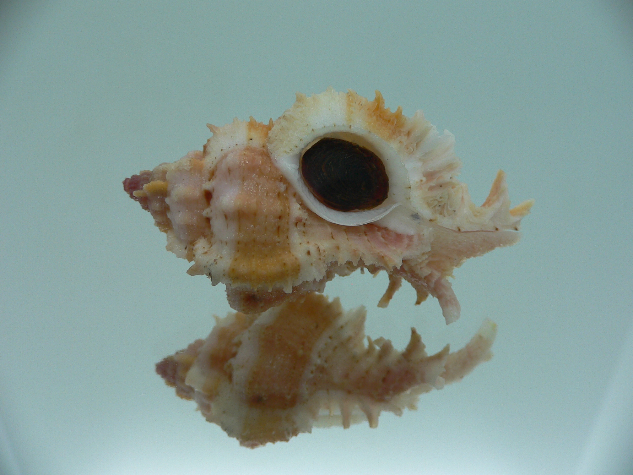 Chicomurex gloriosus COLOR