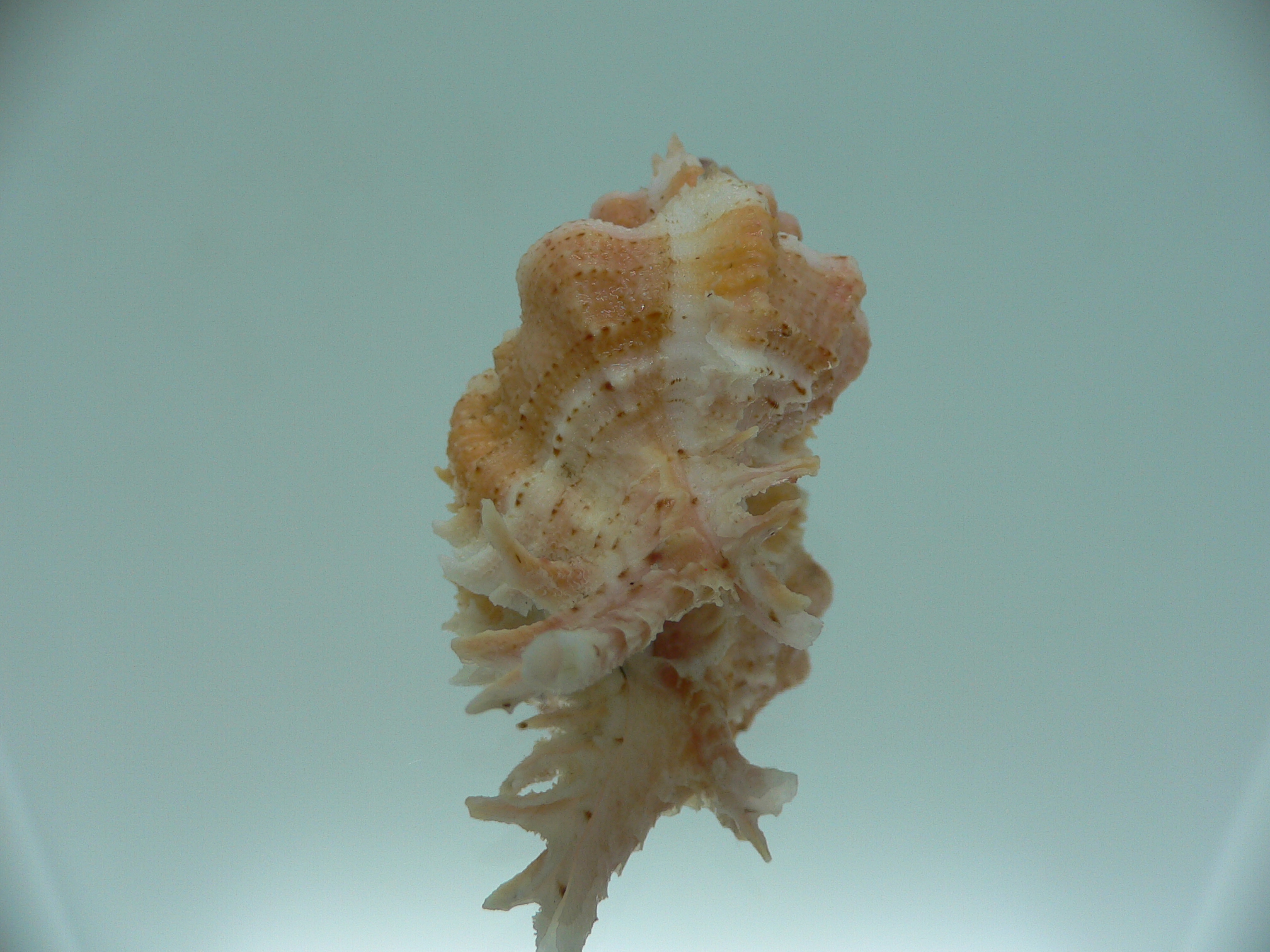Chicomurex gloriosus COLOR