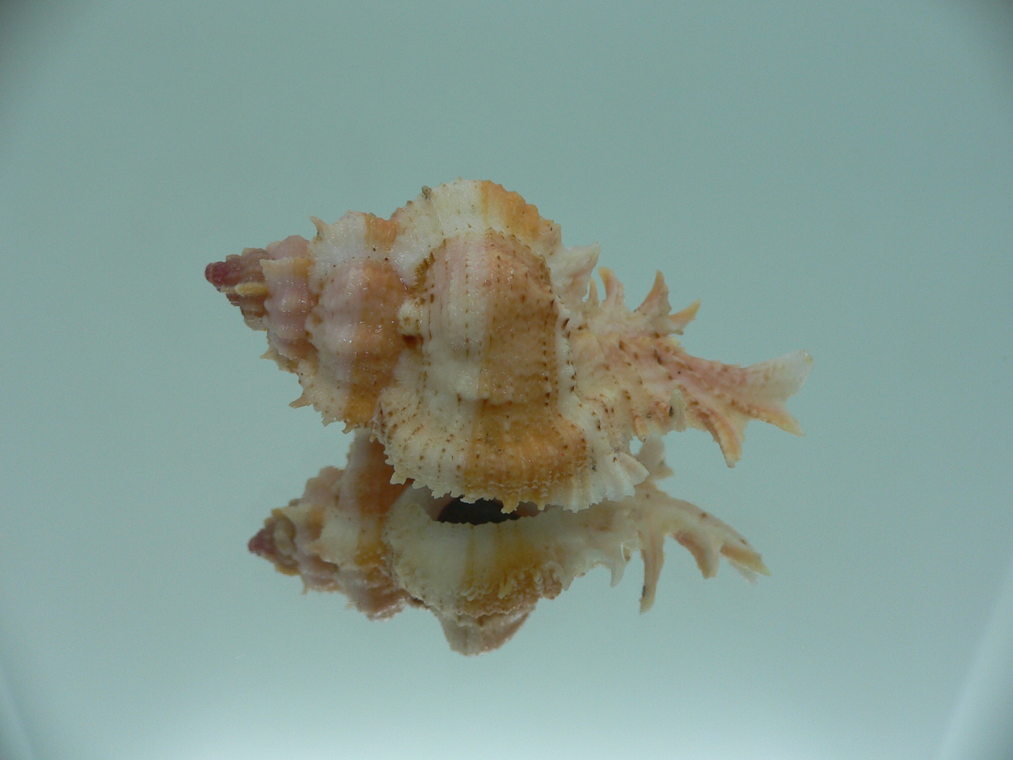 Chicomurex gloriosus COLOR