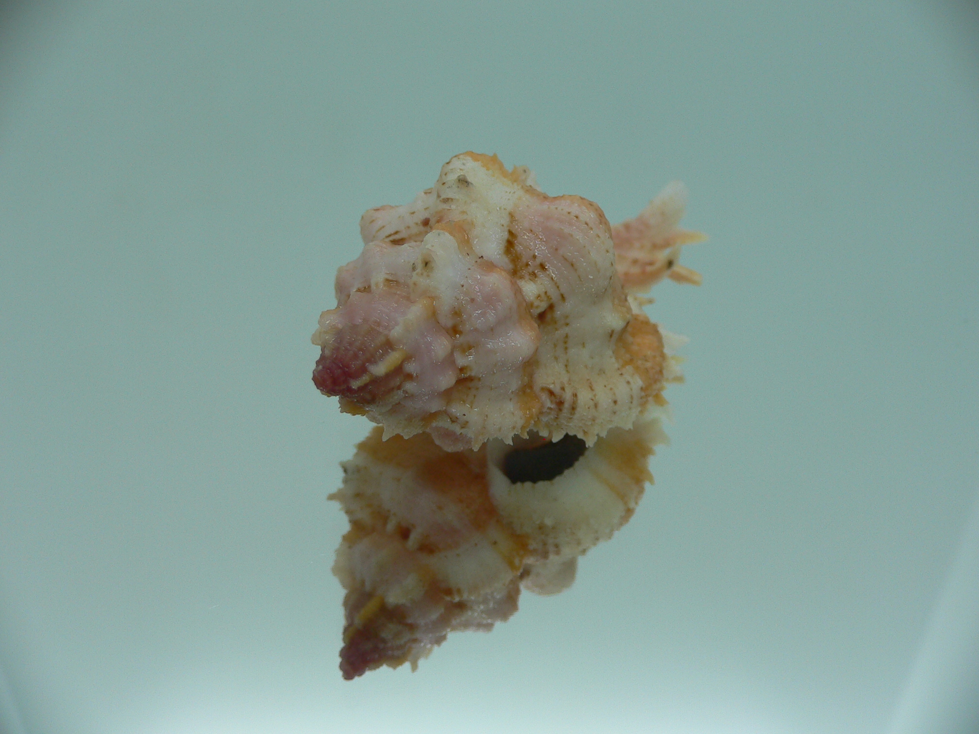 Chicomurex gloriosus COLOR