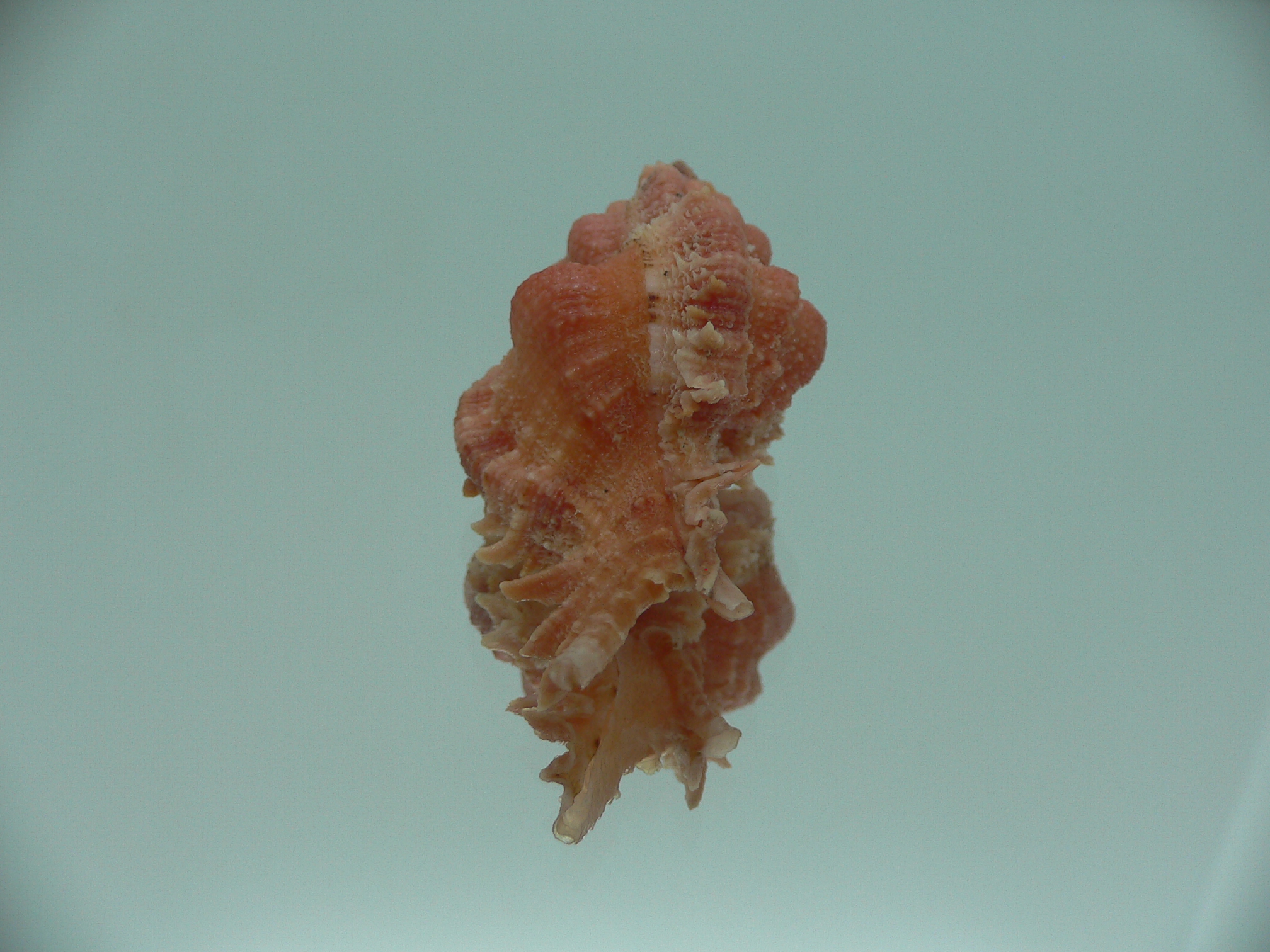 Chicomurex gloriosus COLOR
