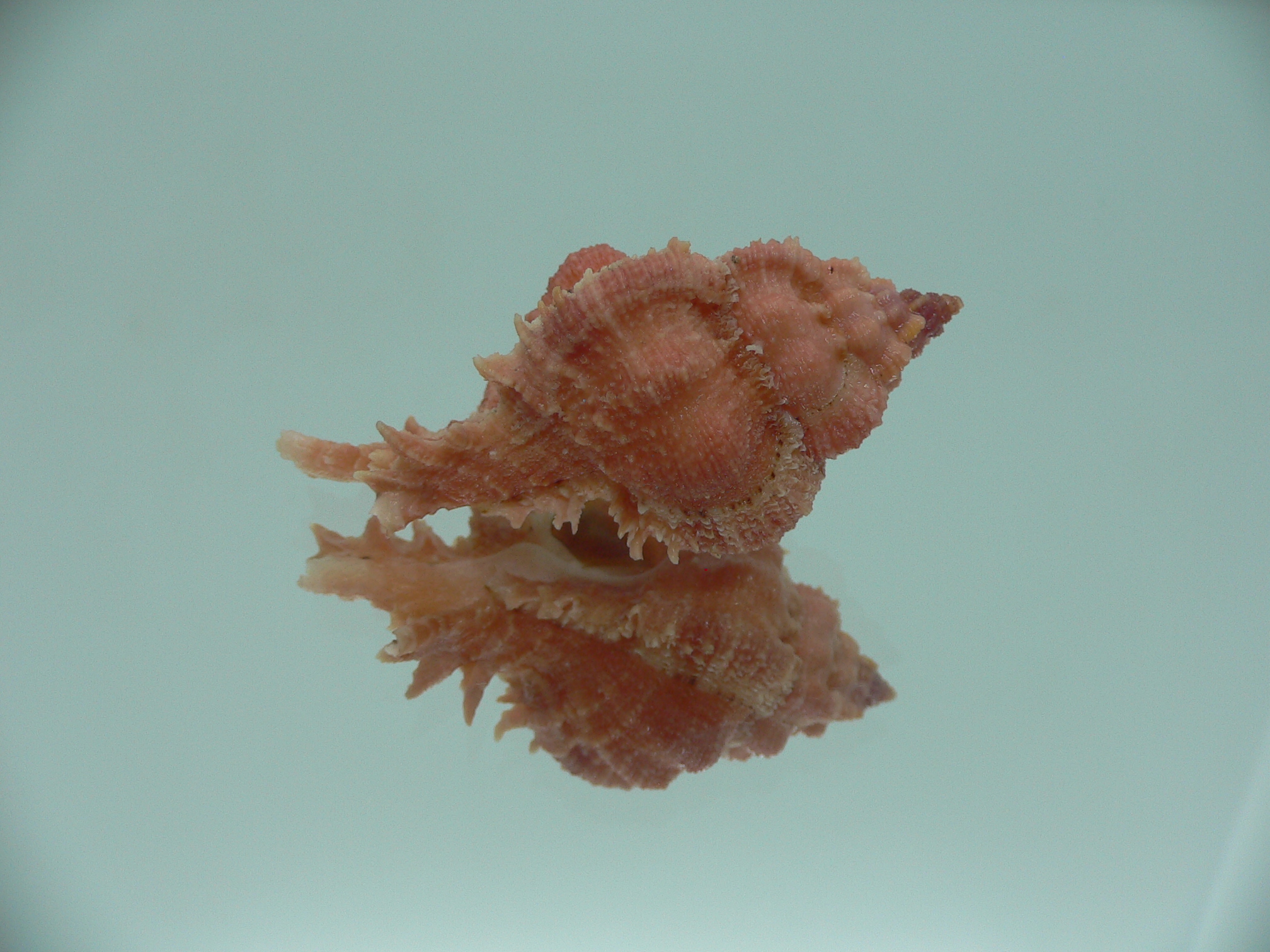 Chicomurex gloriosus COLOR