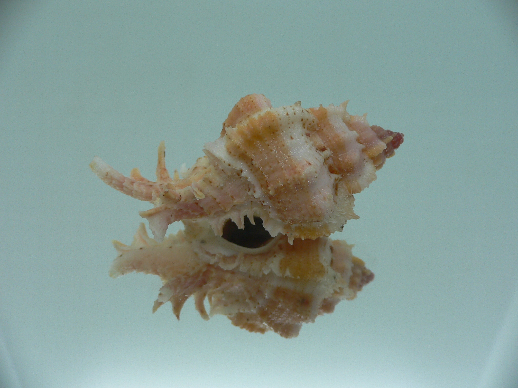 Chicomurex gloriosus COLOR
