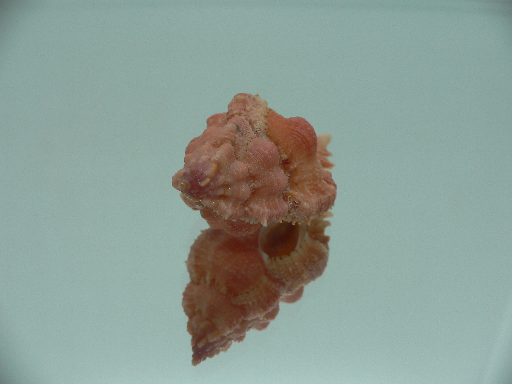 Chicomurex gloriosus COLOR