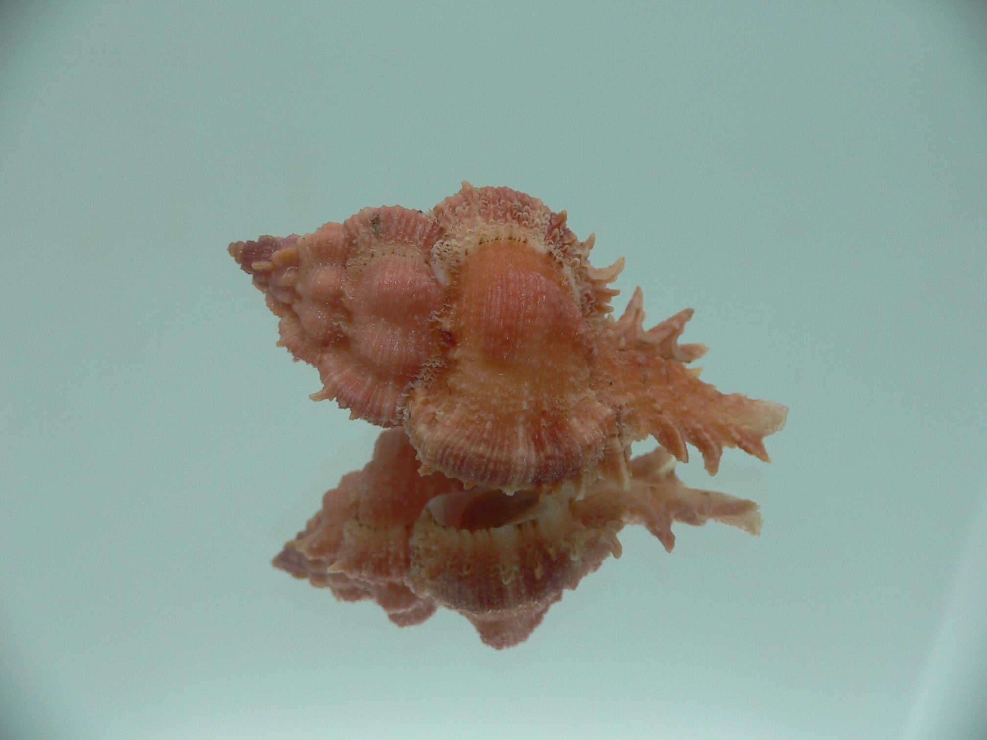 Chicomurex gloriosus COLOR