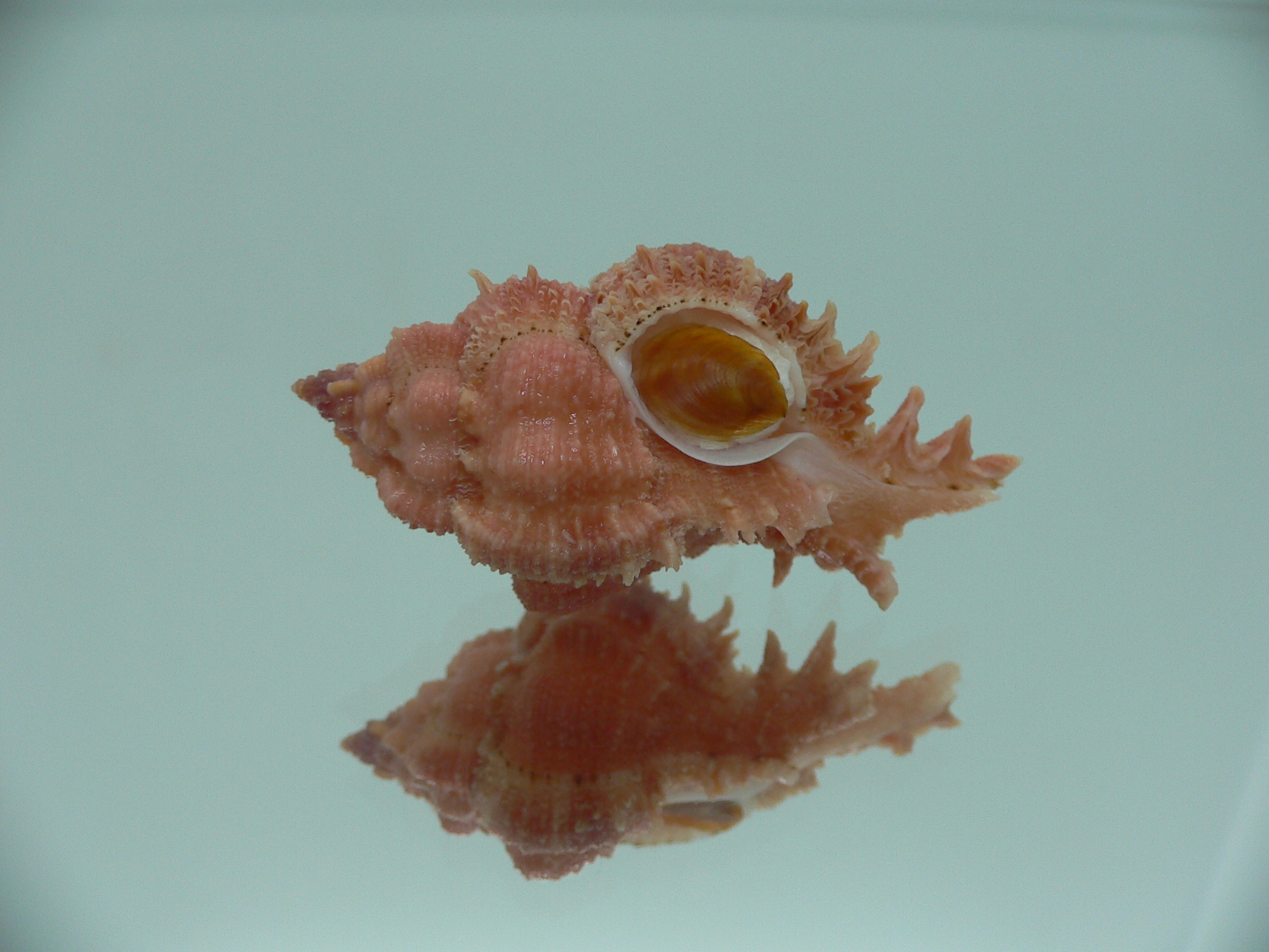 Chicomurex gloriosus COLOR