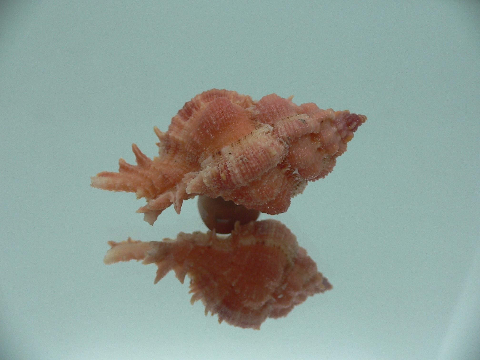 Chicomurex gloriosus COLOR