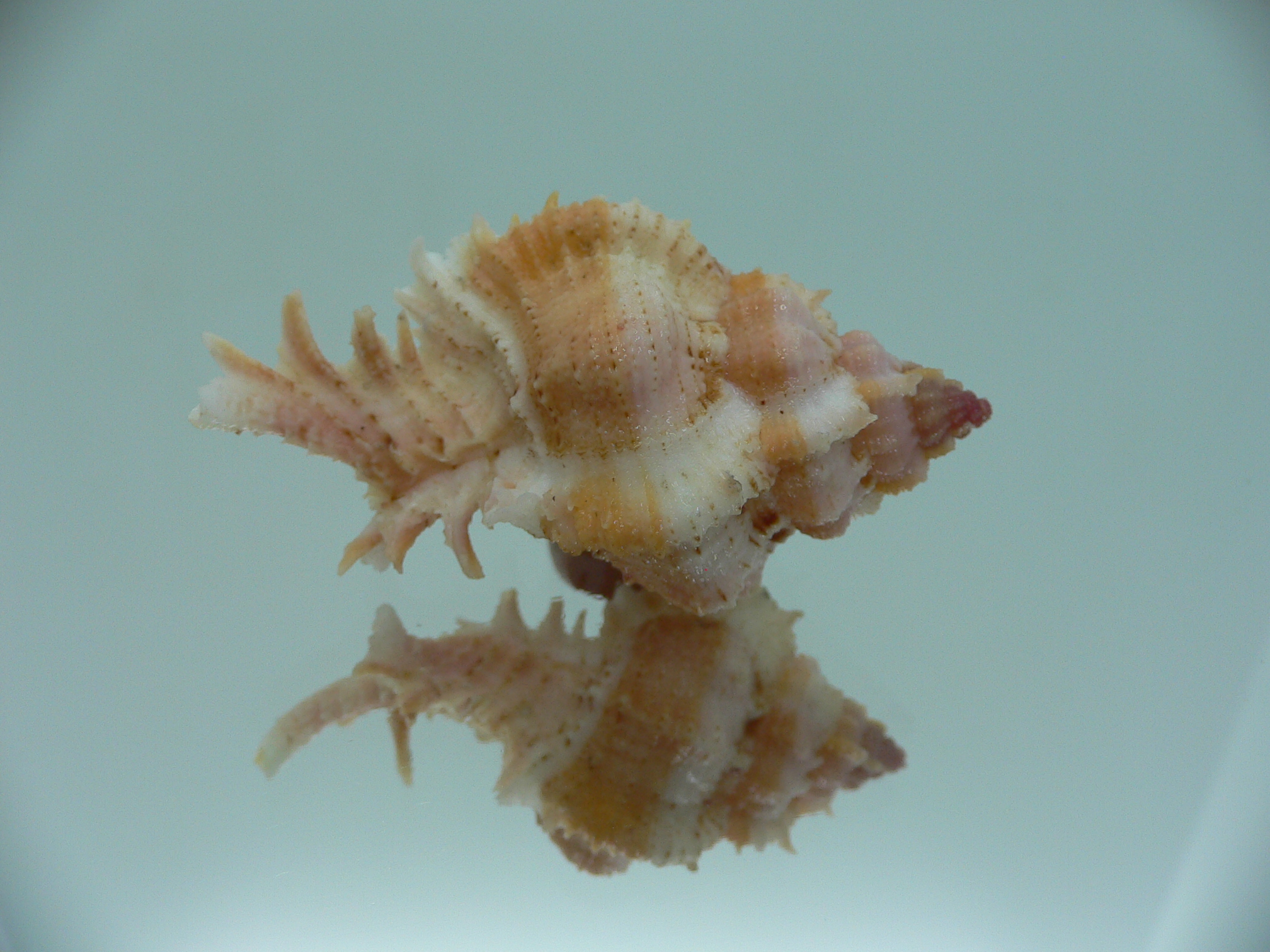 Chicomurex gloriosus COLOR
