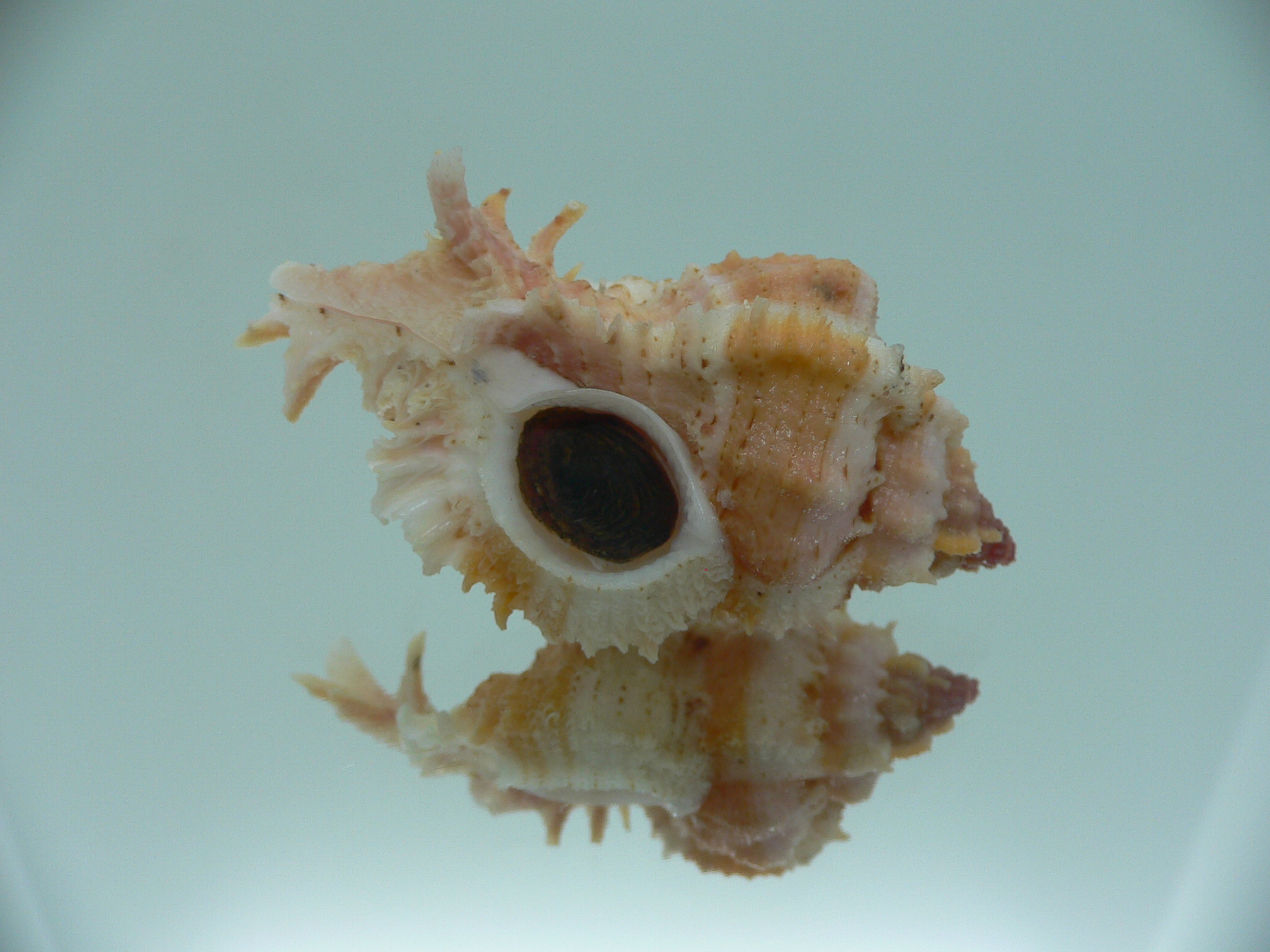 Chicomurex gloriosus COLOR