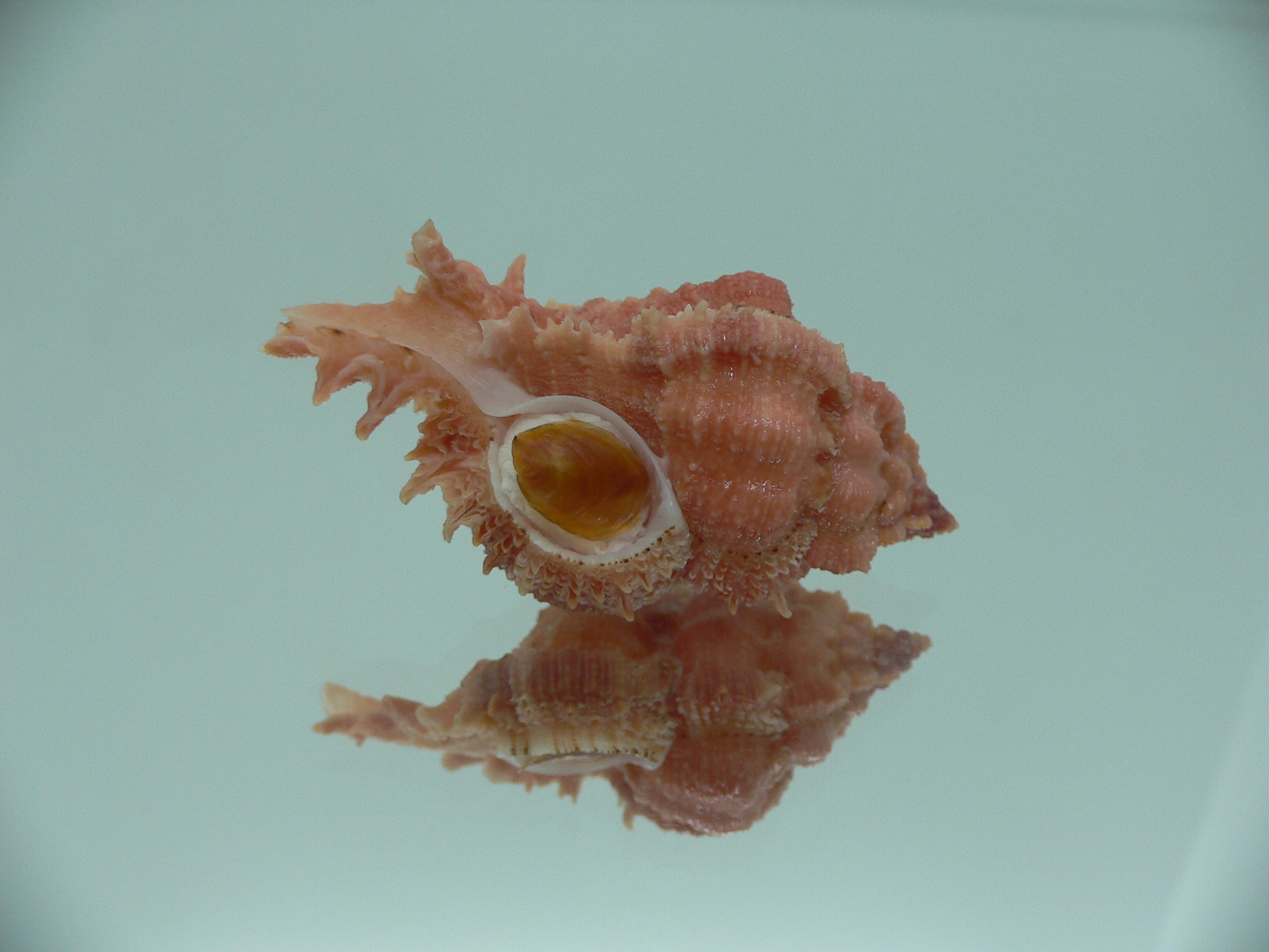 Chicomurex gloriosus COLOR