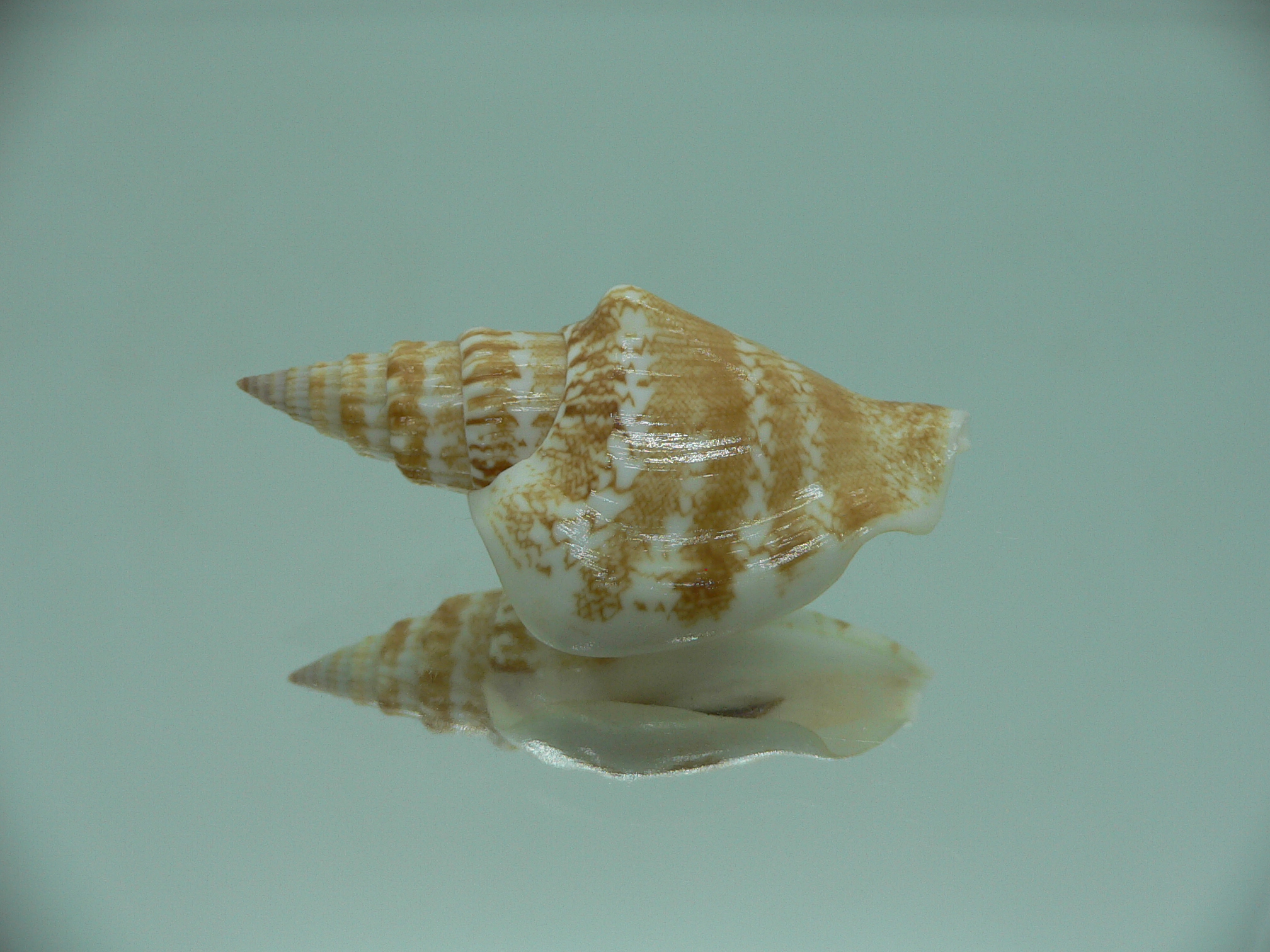 Doxander campbelli IDEAL
