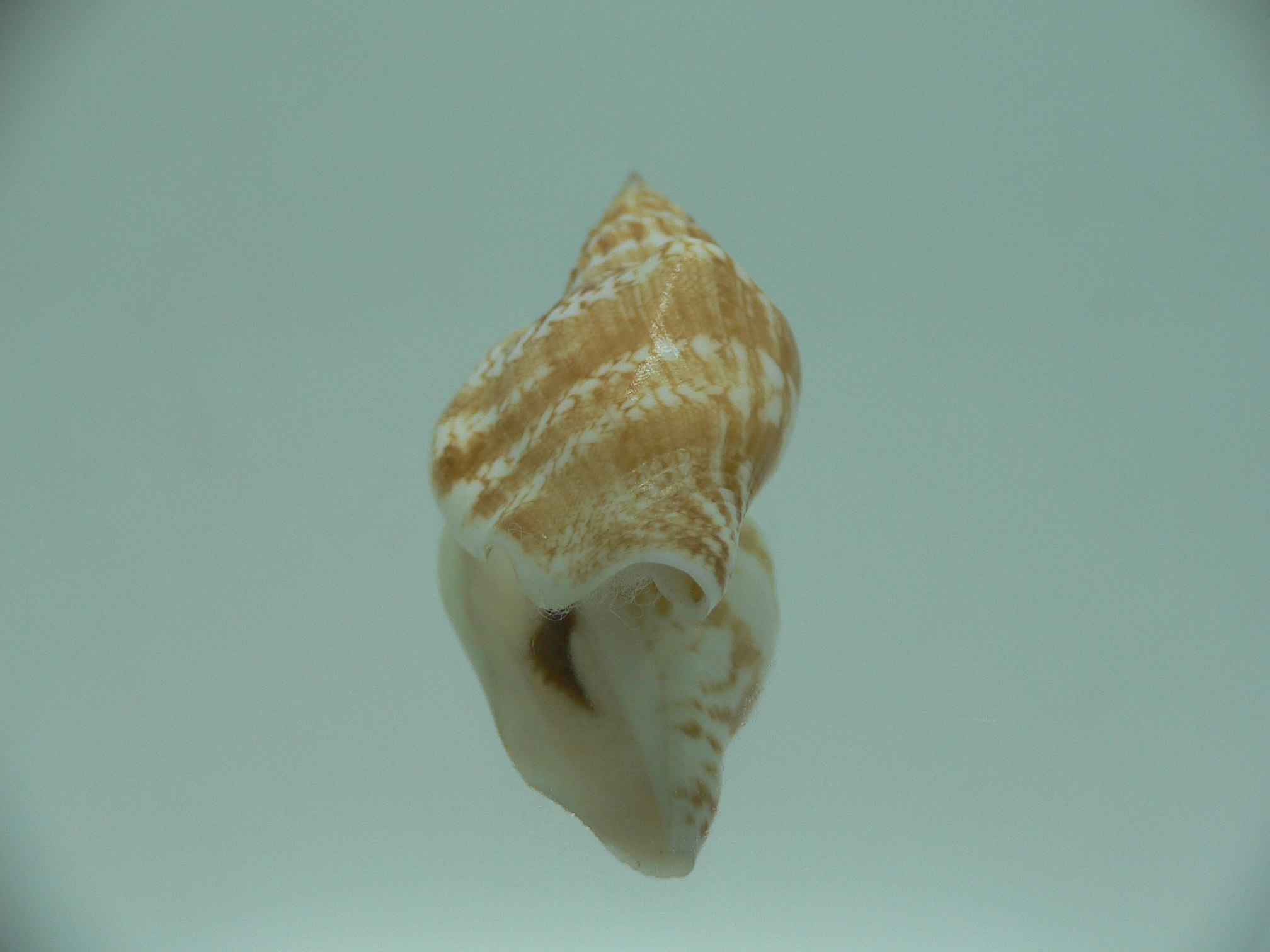 Doxander campbelli IDEAL
