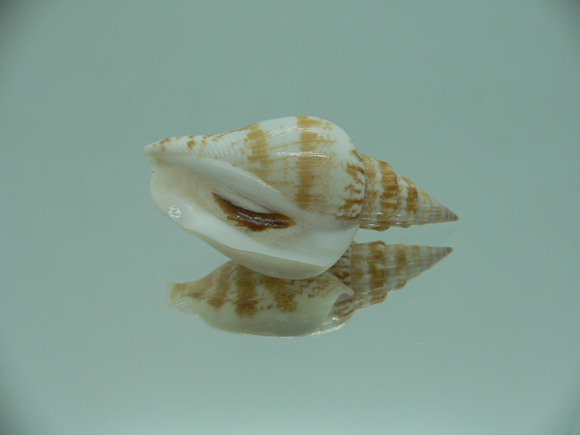 Doxander campbelli IDEAL