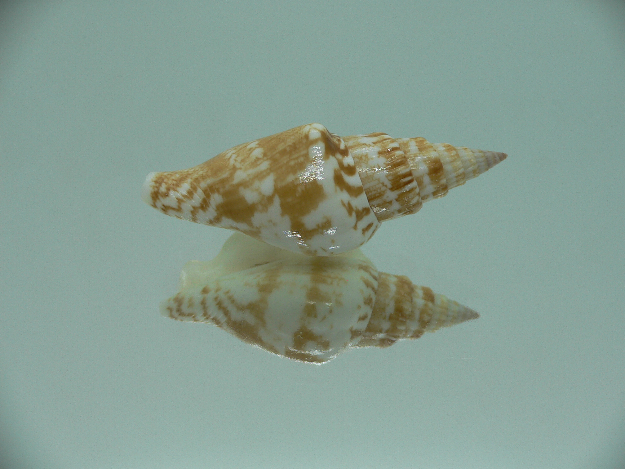Doxander campbelli IDEAL