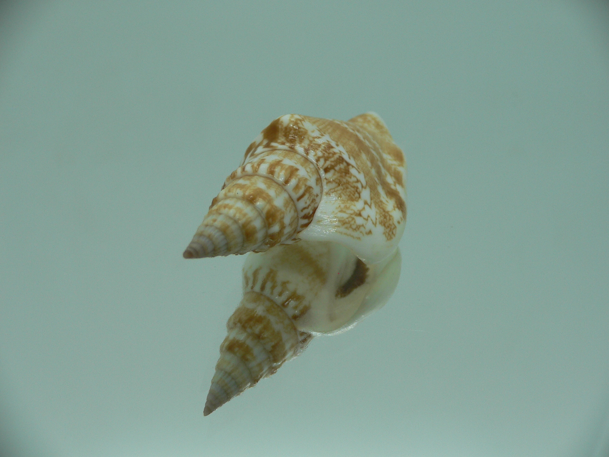 Doxander campbelli IDEAL