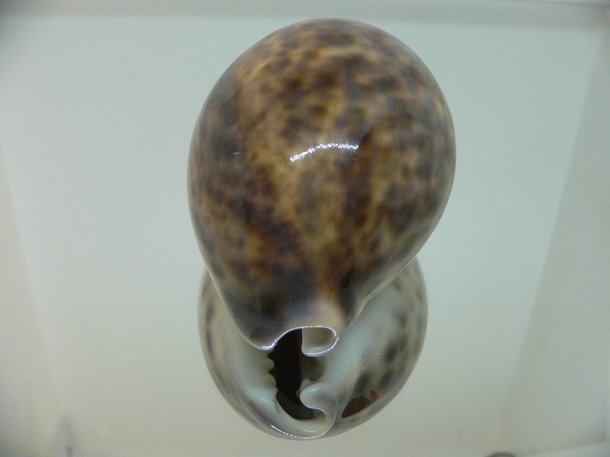 Cypraea tigris tigris UNUSUAL PATTERN