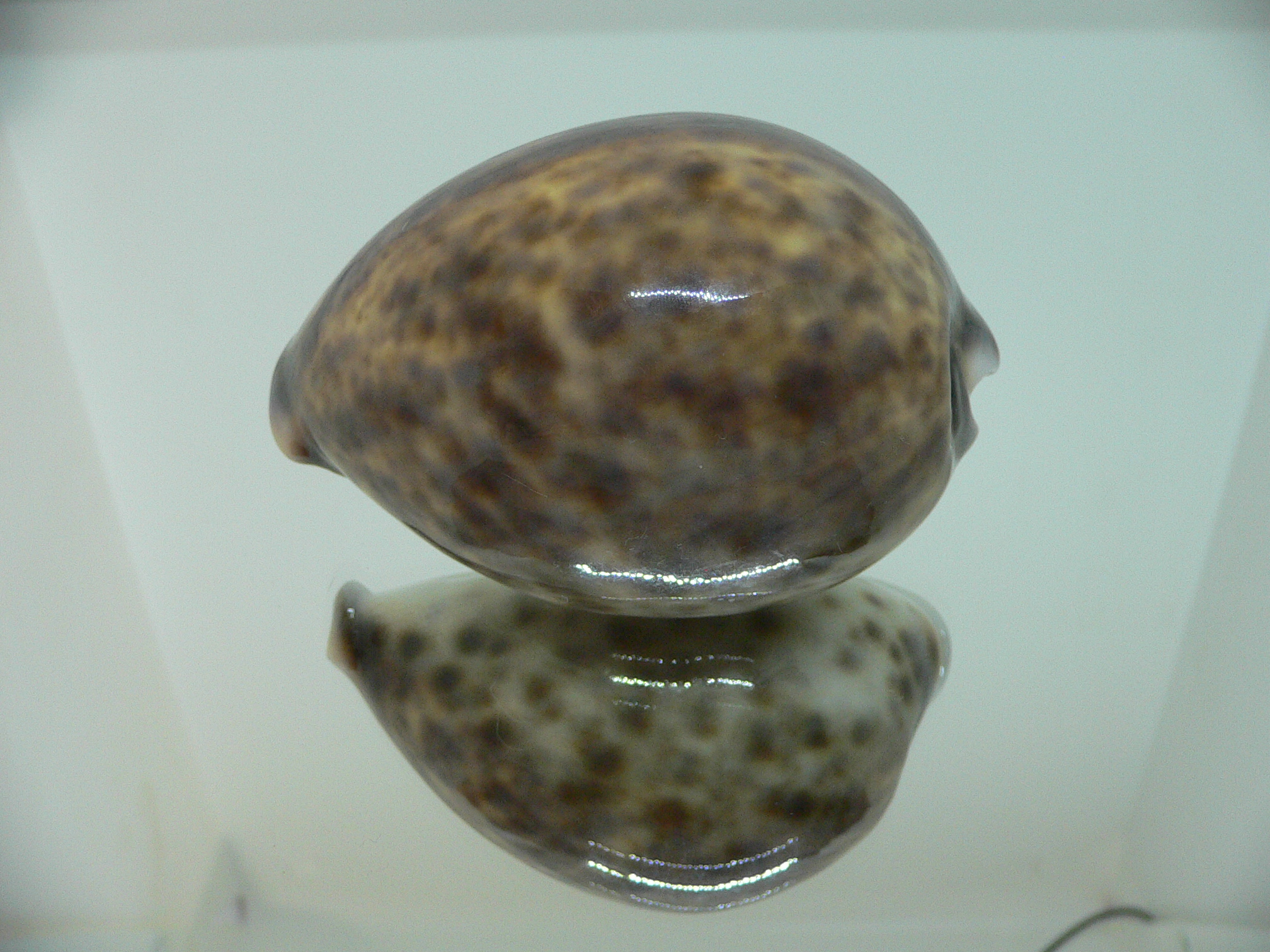 Cypraea tigris tigris UNUSUAL PATTERN