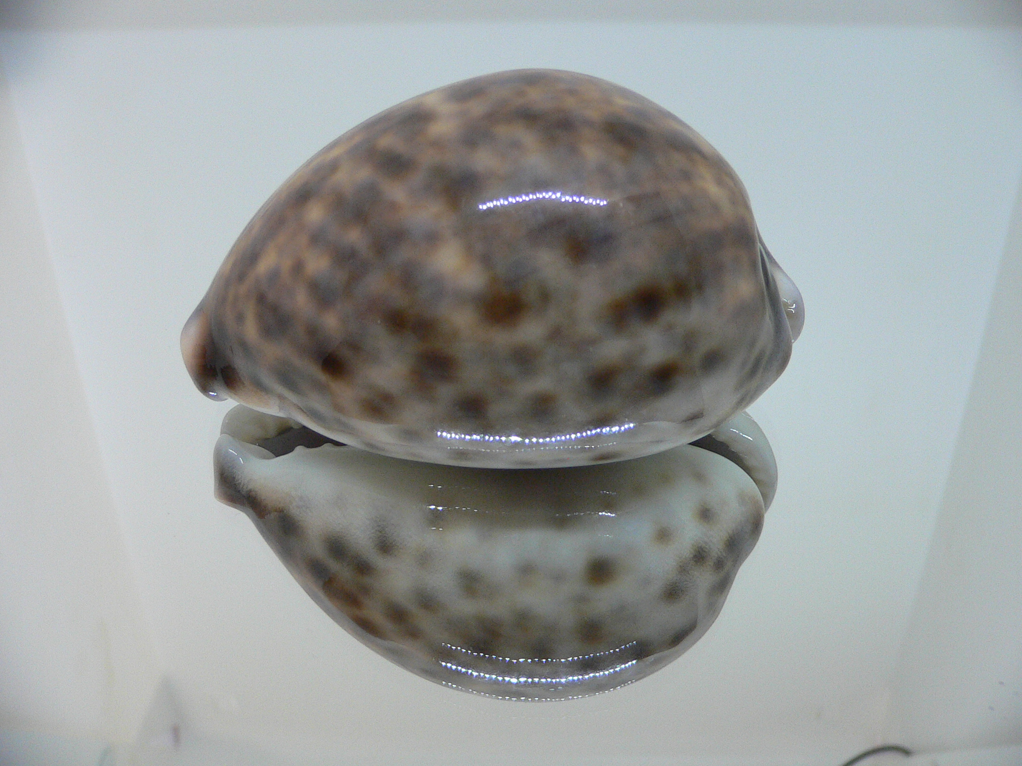 Cypraea tigris tigris UNUSUAL PATTERN