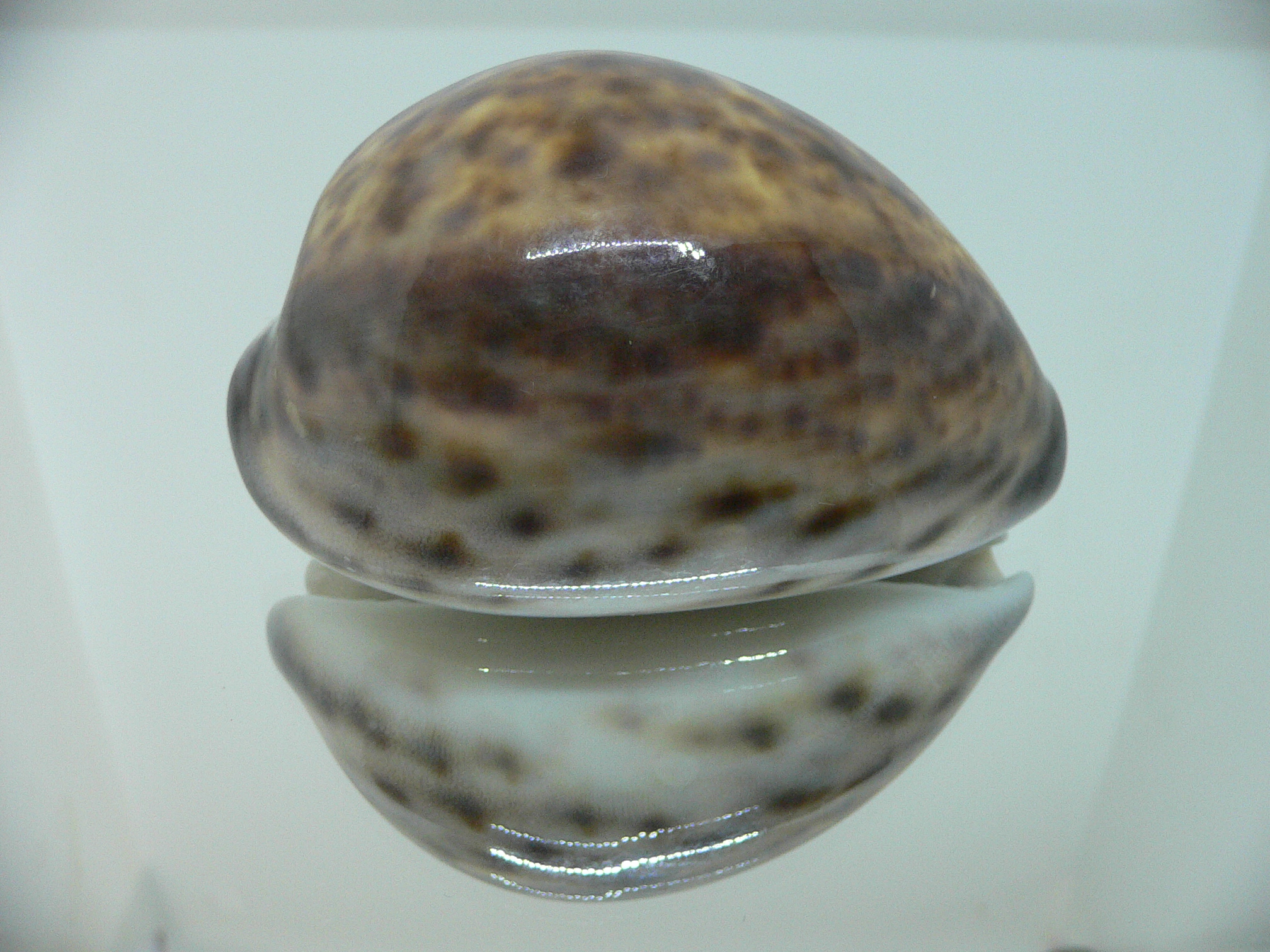 Cypraea tigris tigris UNUSUAL PATTERN