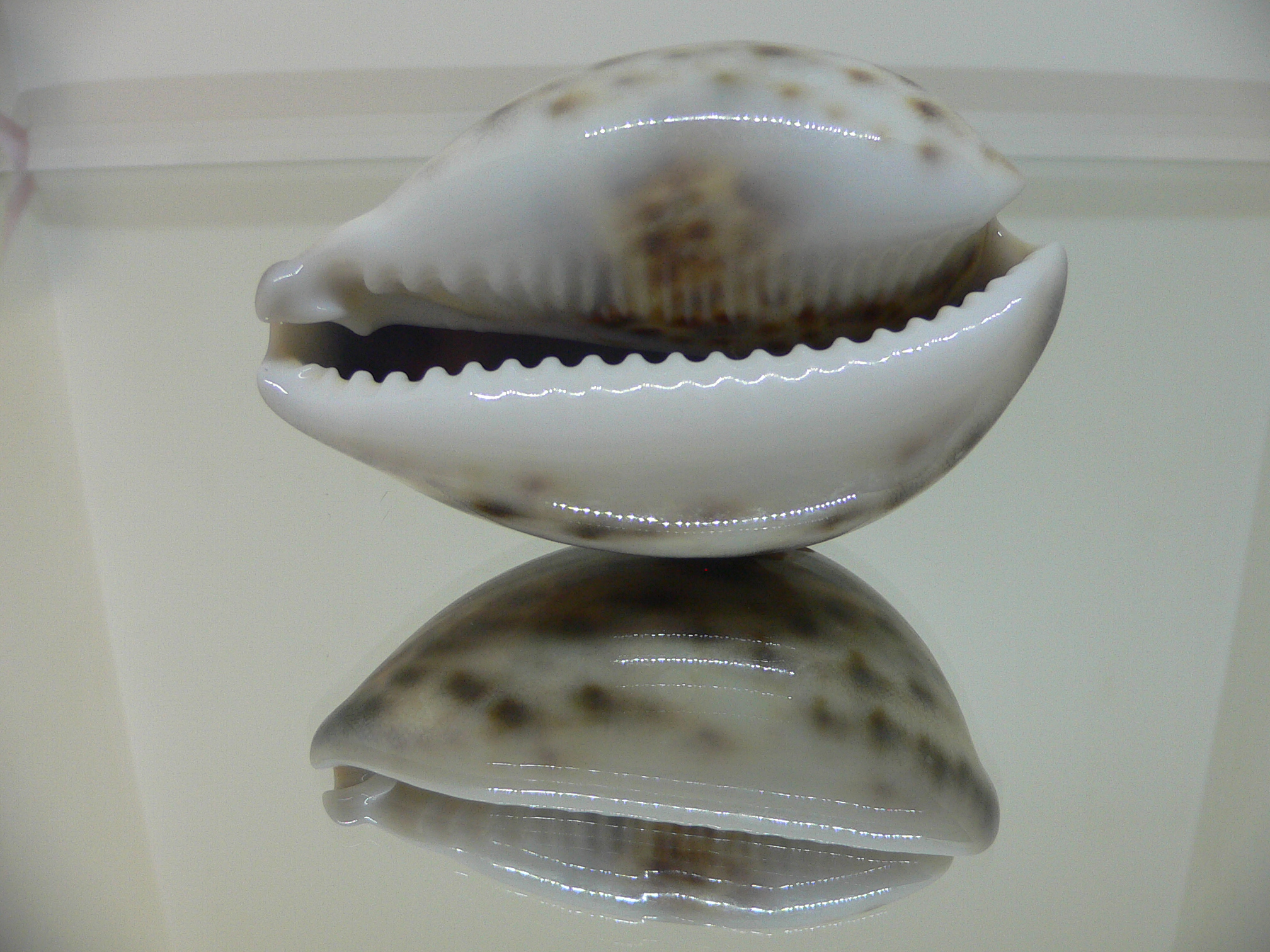 Cypraea tigris tigris UNUSUAL PATTERN