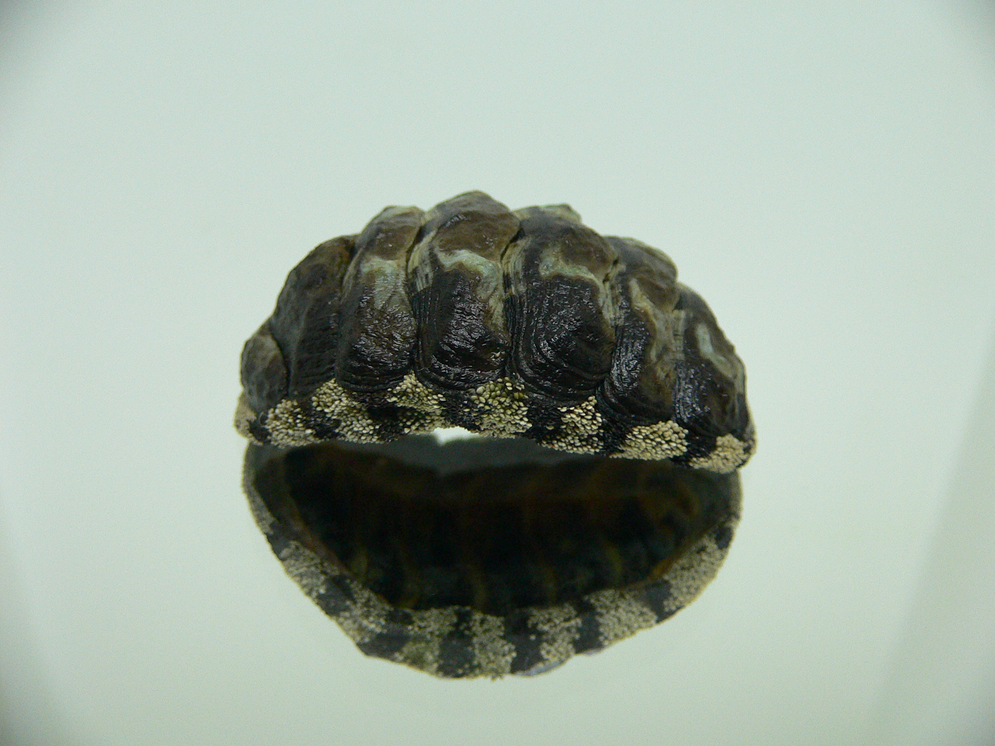 Liolophura gaimardi BIG & WIDE