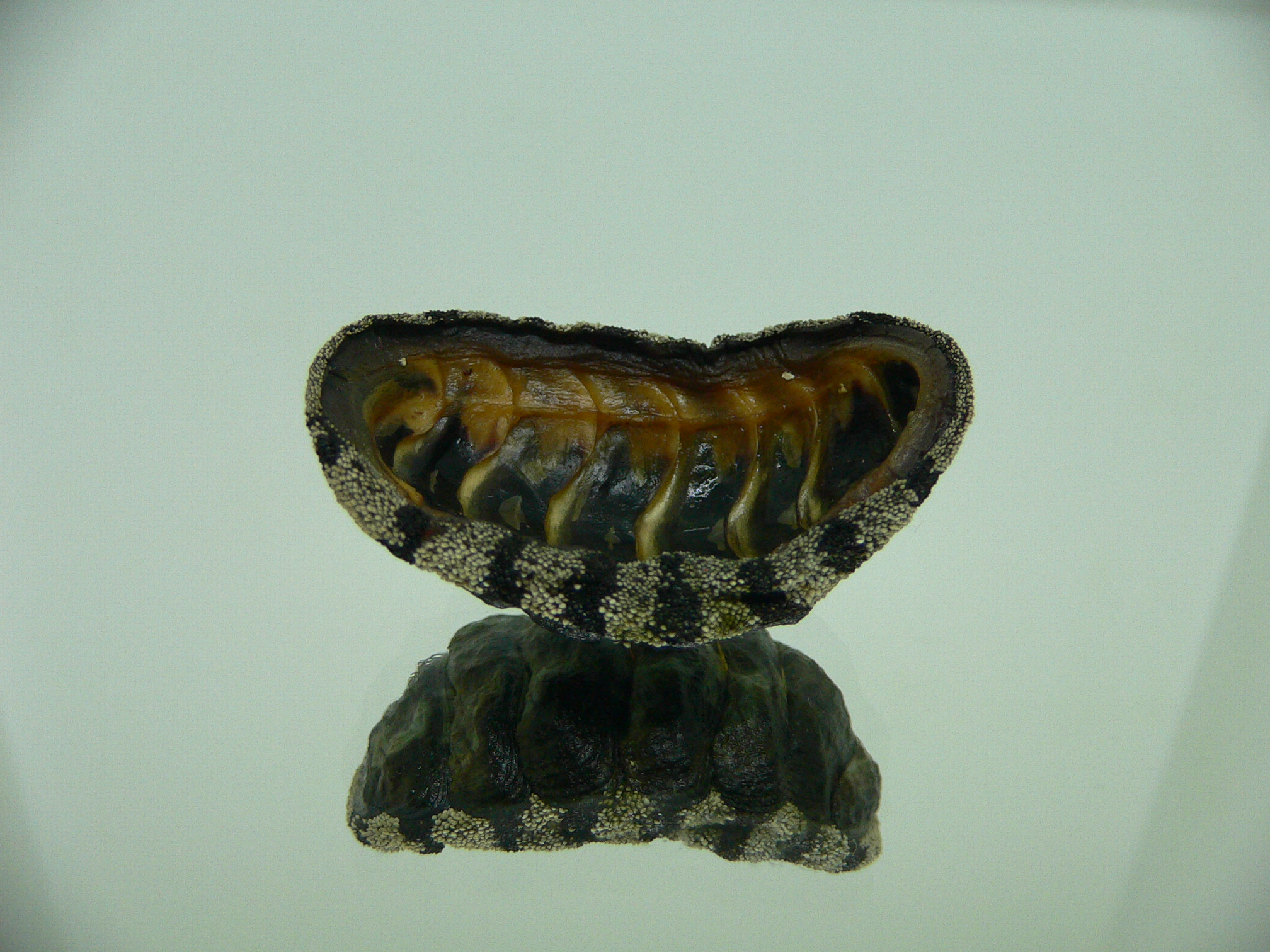 Liolophura gaimardi BIG & WIDE