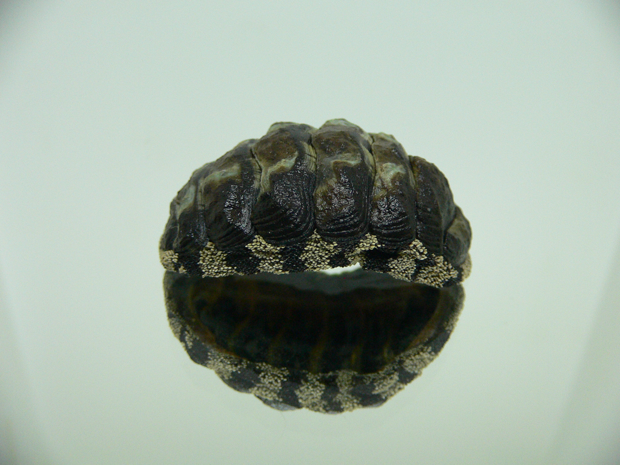 Liolophura gaimardi BIG & WIDE