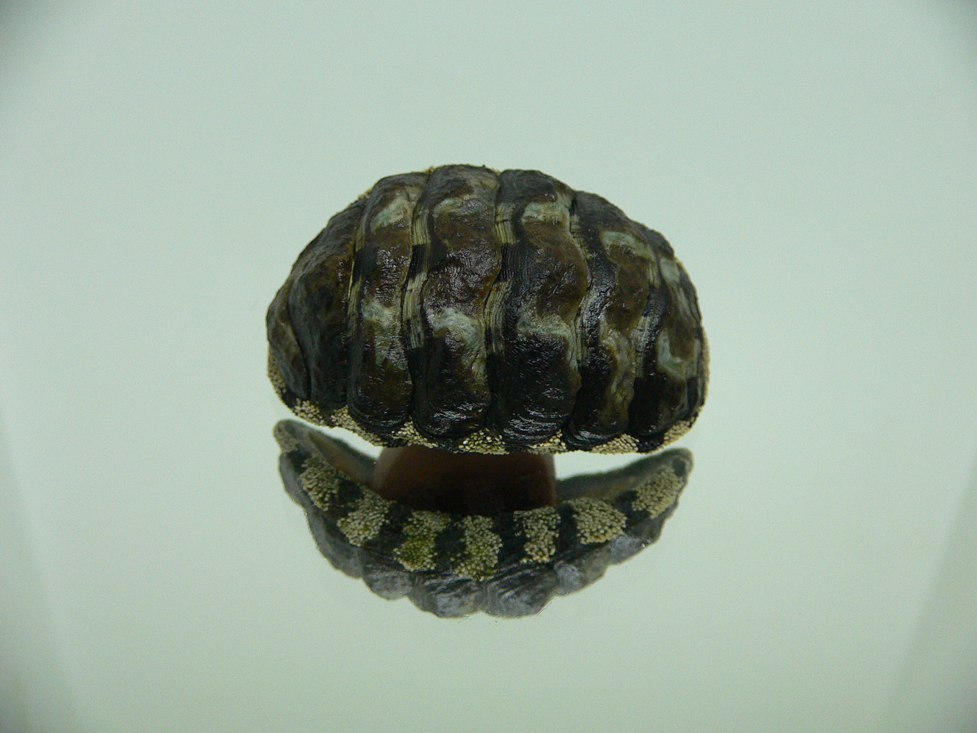 Liolophura gaimardi BIG & WIDE