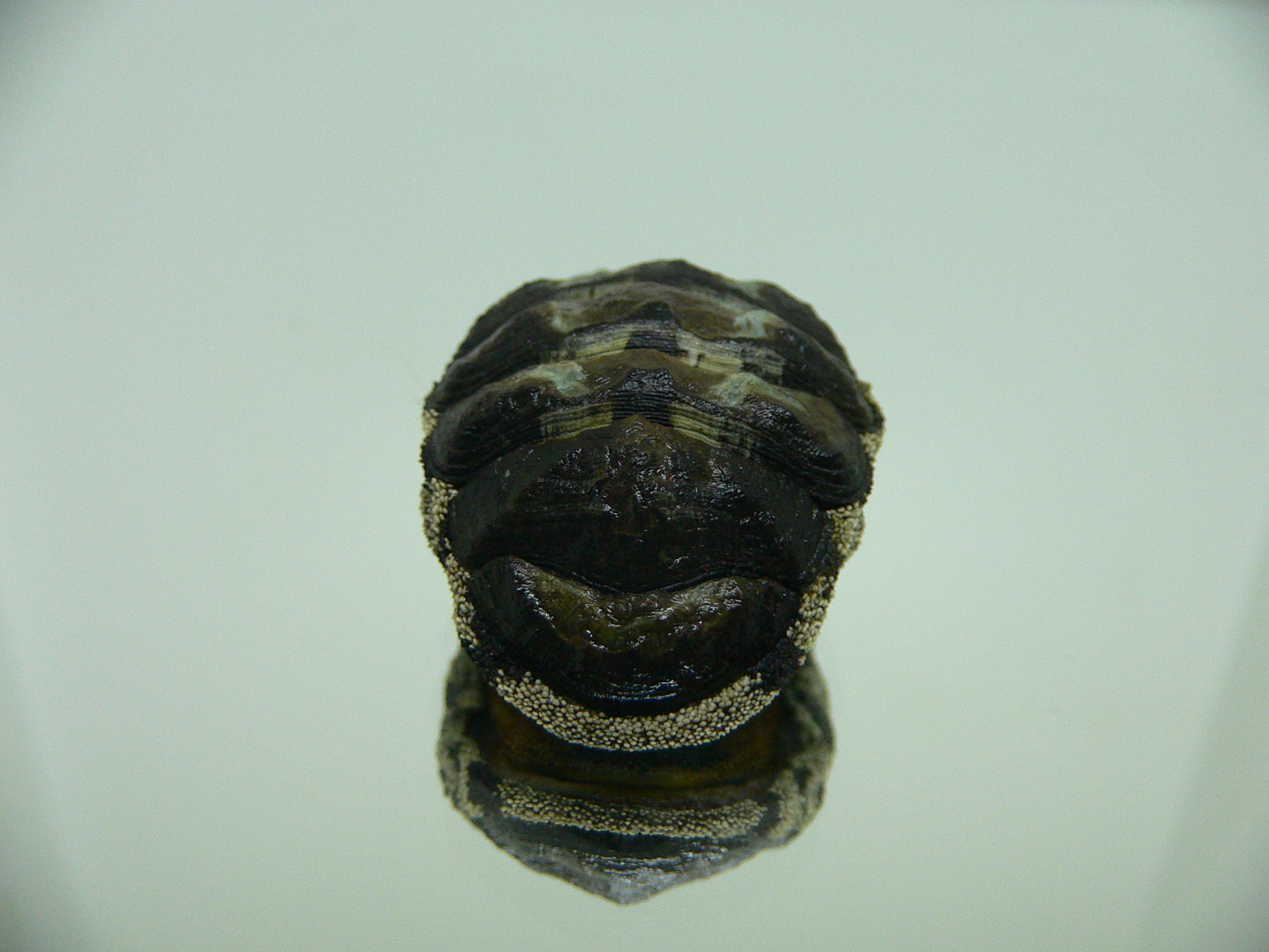 Liolophura gaimardi BIG & WIDE