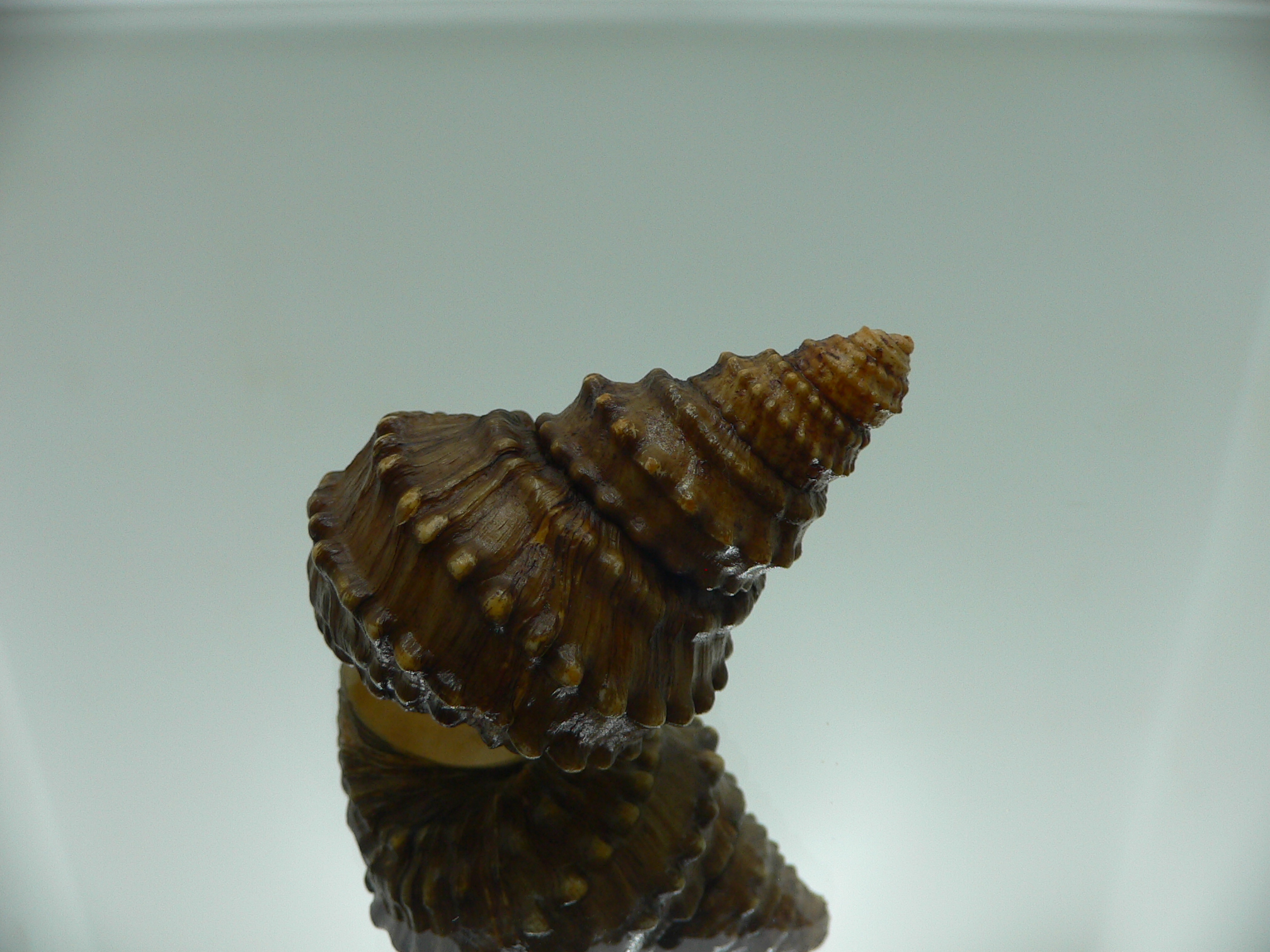 Tchangmargarya yangtsunghaiensis RARE & BIG