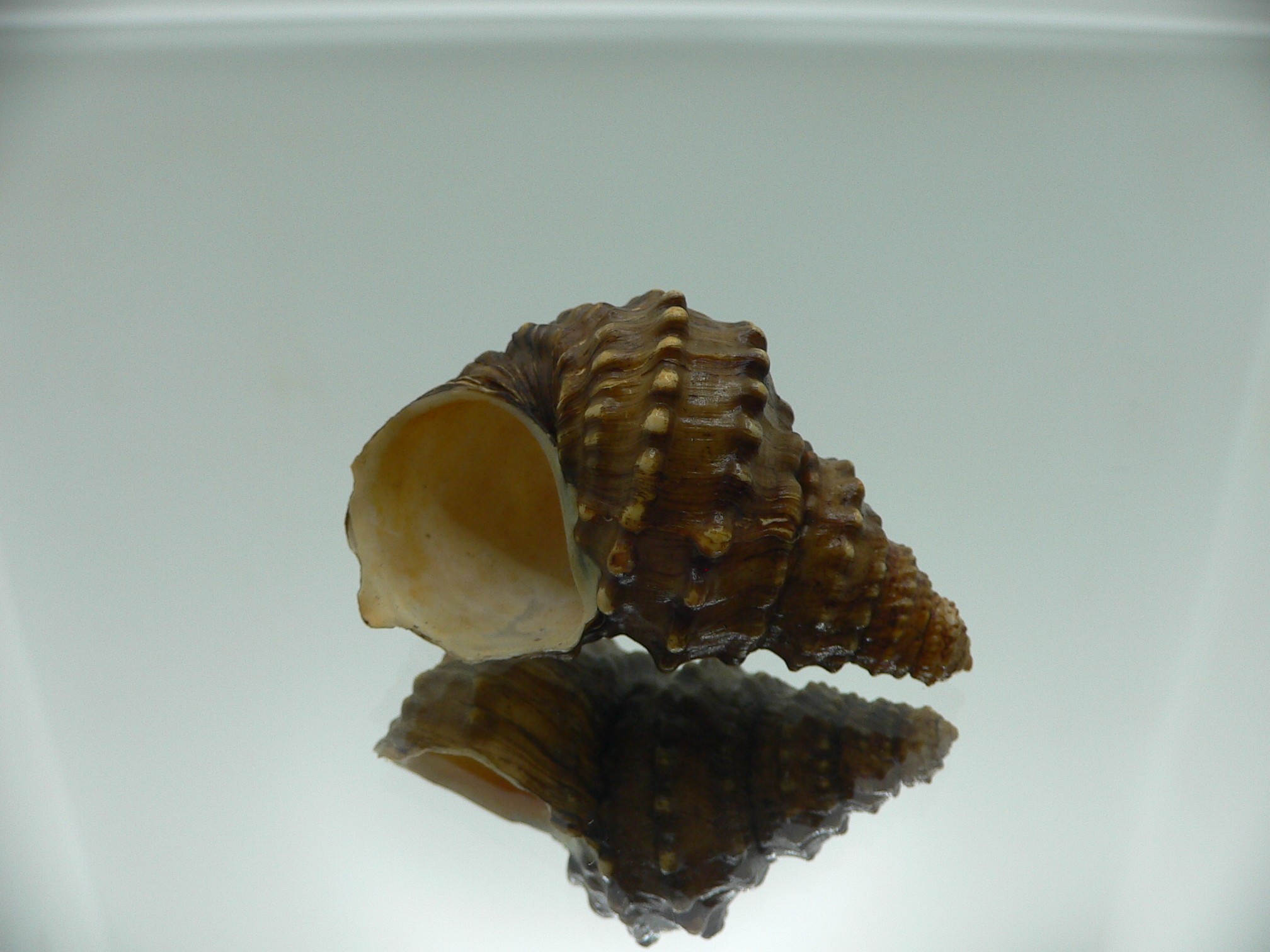 Tchangmargarya yangtsunghaiensis RARE & BIG