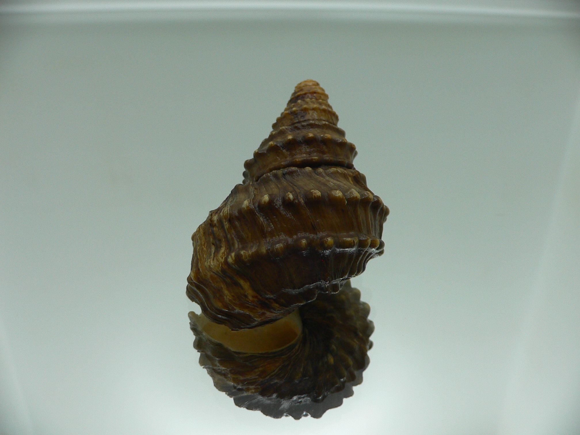 Tchangmargarya yangtsunghaiensis RARE & BIG